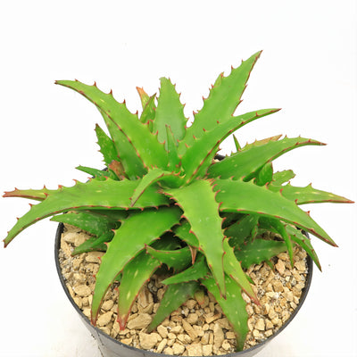 Aloe dorotheae