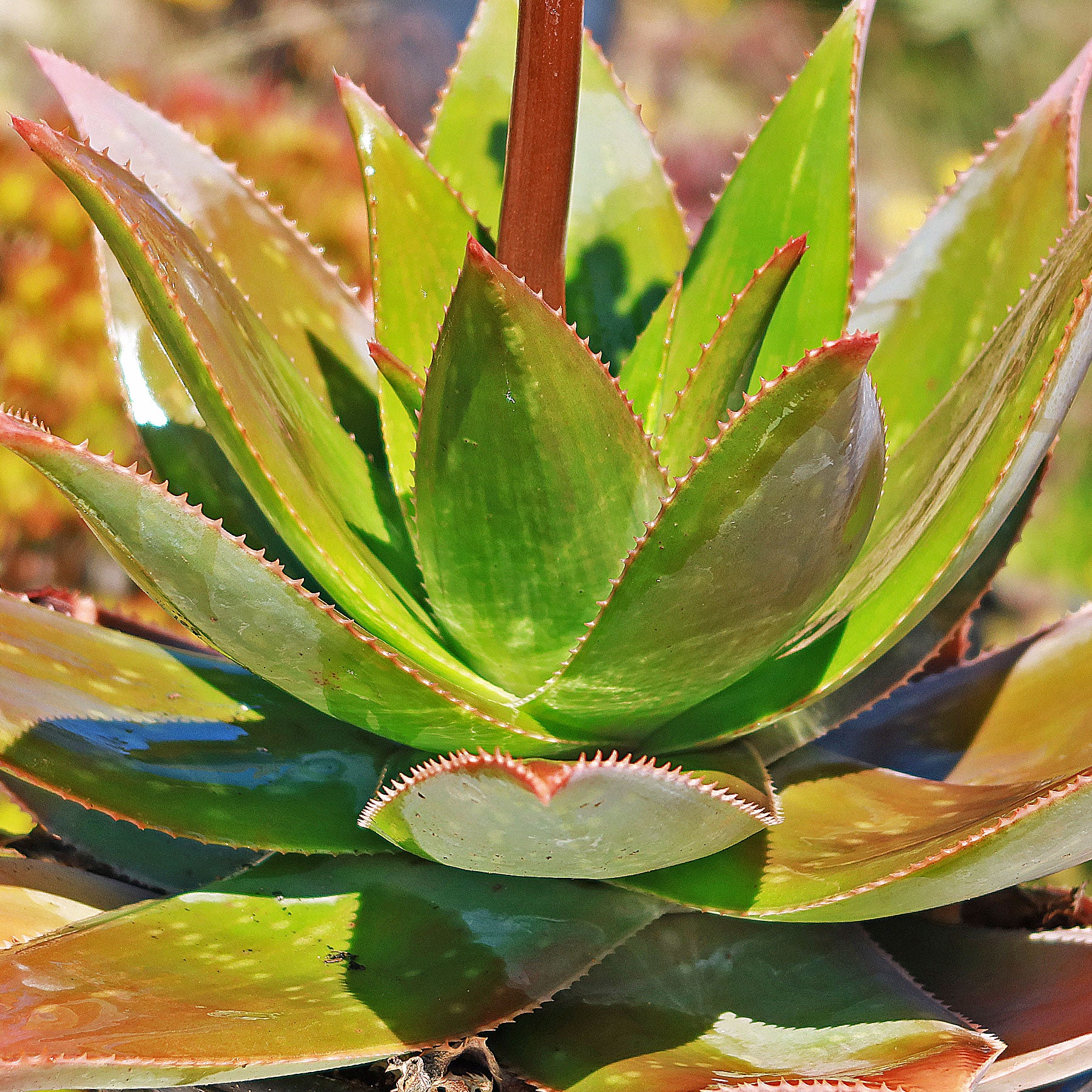 is aloe vera a hybrid plant Aloe Ghost