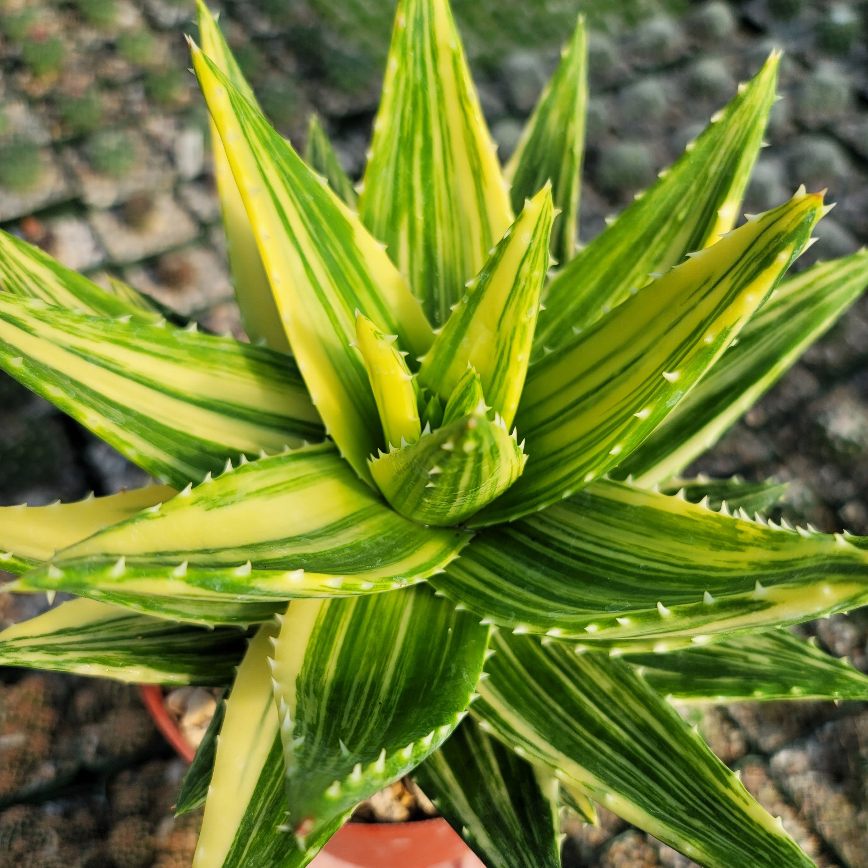 aloe vera plant yellow leaves Golden Toothed Aloe 'Aloe nobilis variegata'