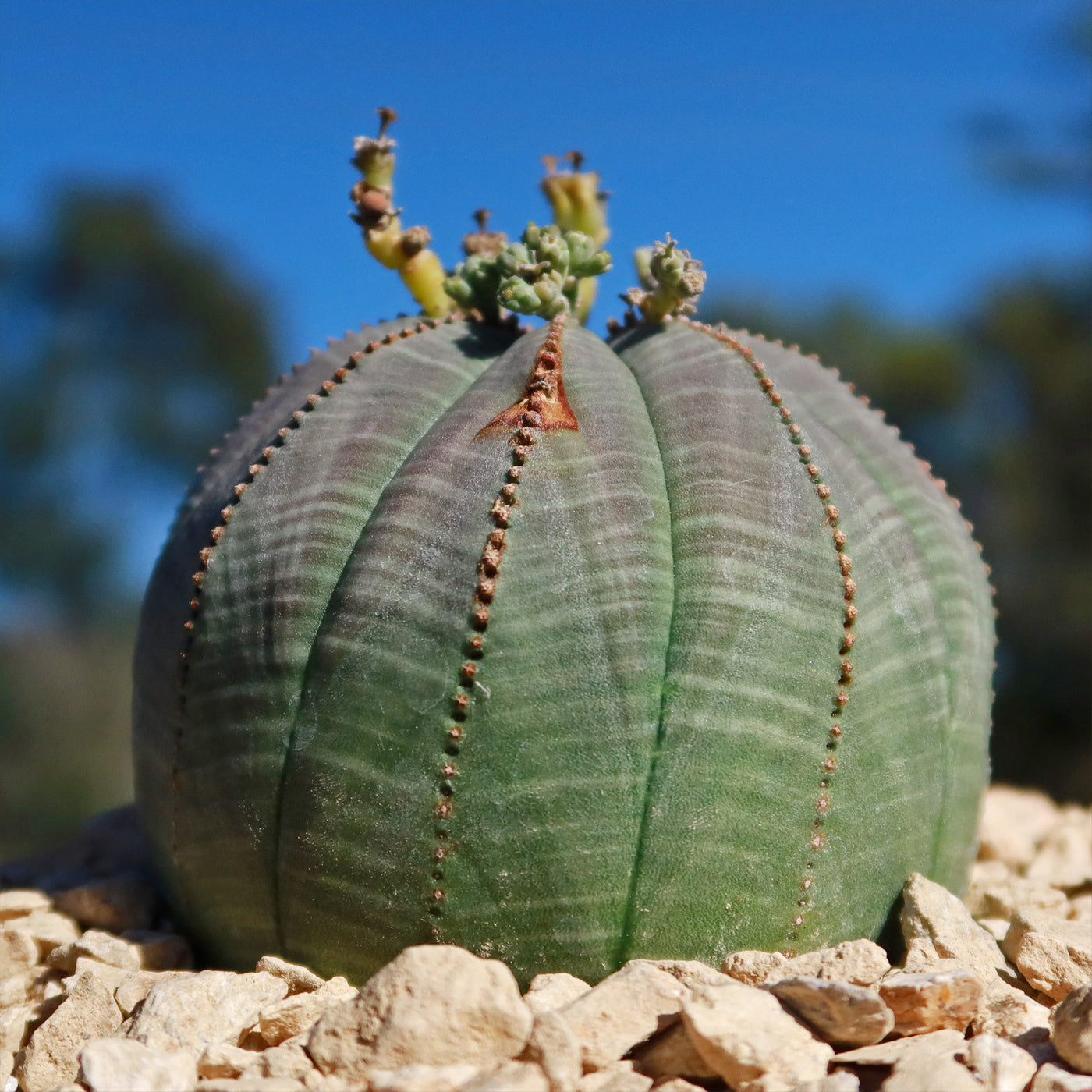 Baseball Plant 'Euphorbia obesa'
