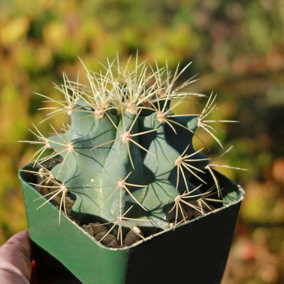 Blue Barrel Cactus - Ferocactus glaucescens