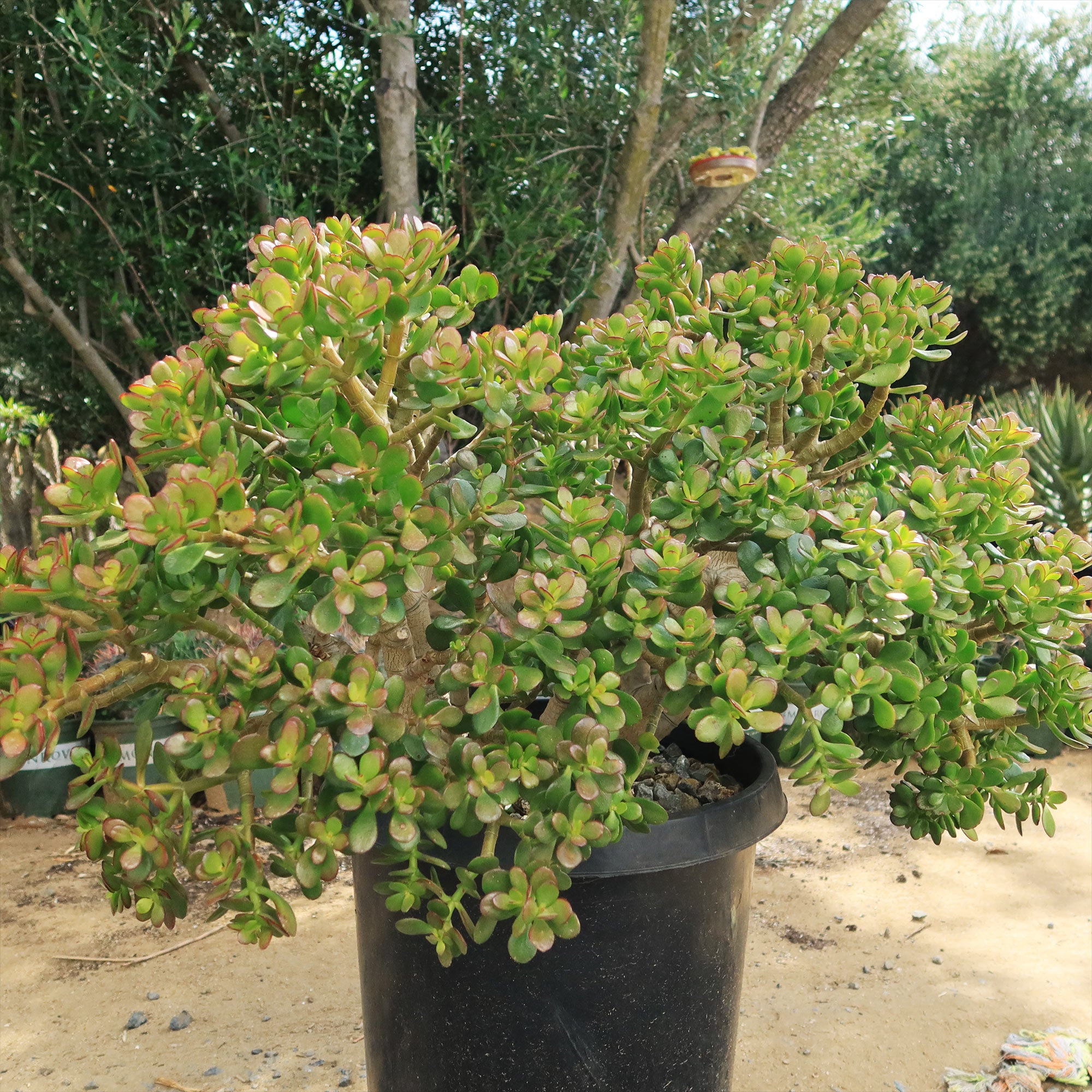 jade plant in large pot Botany Bay Jade Plant