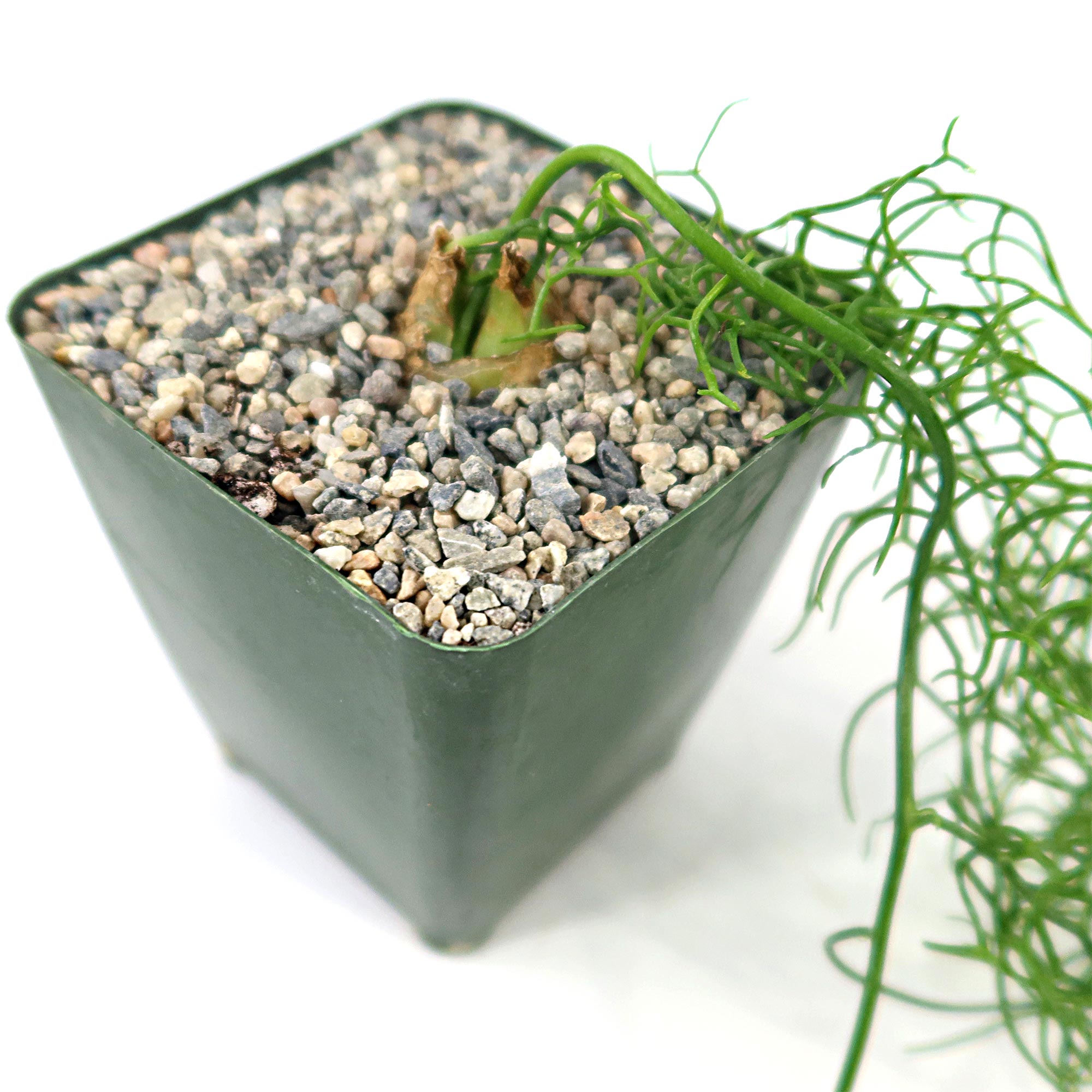 onion plant succulent Bowiea volubilis