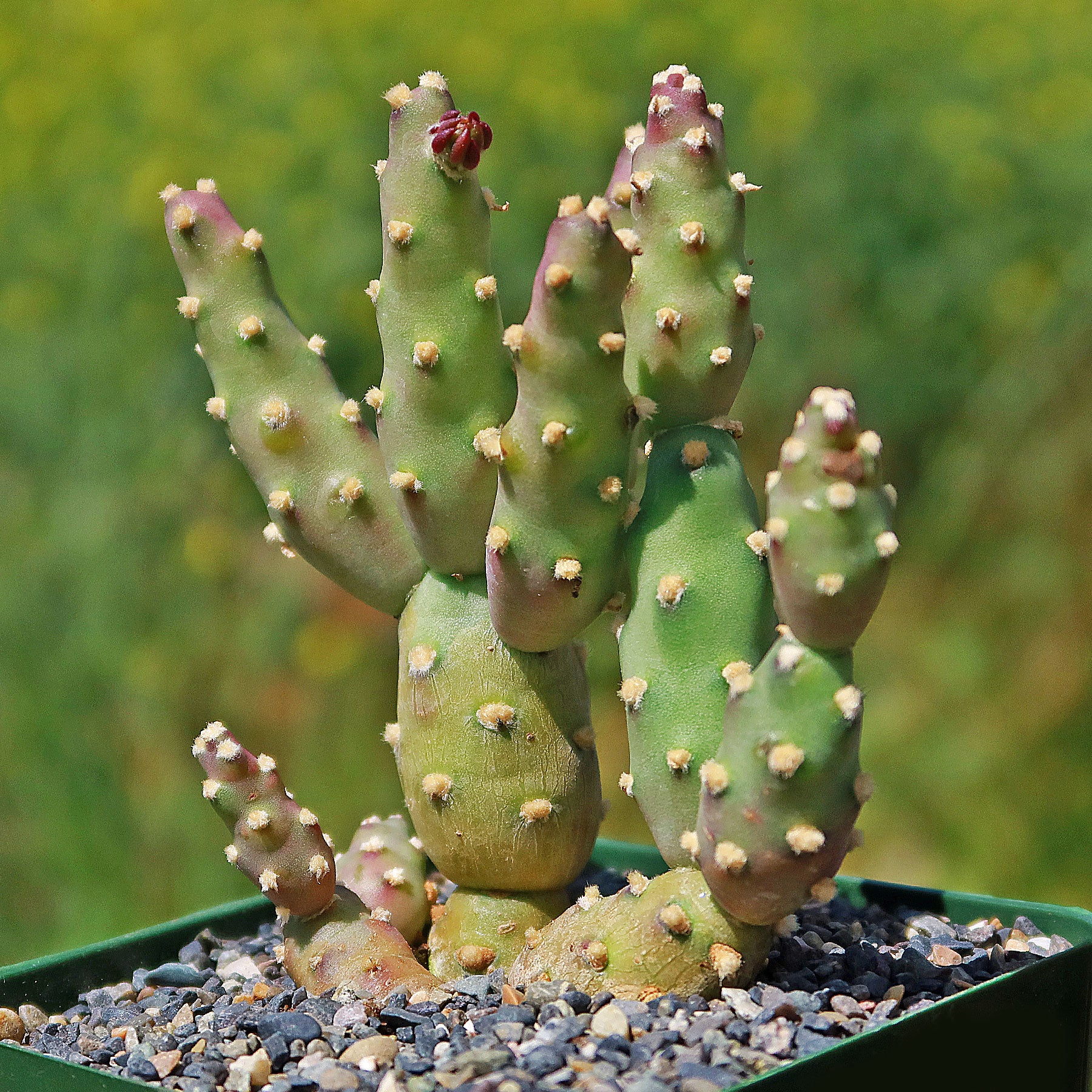 watering prickly pear cactus Brittle Prickly Pear