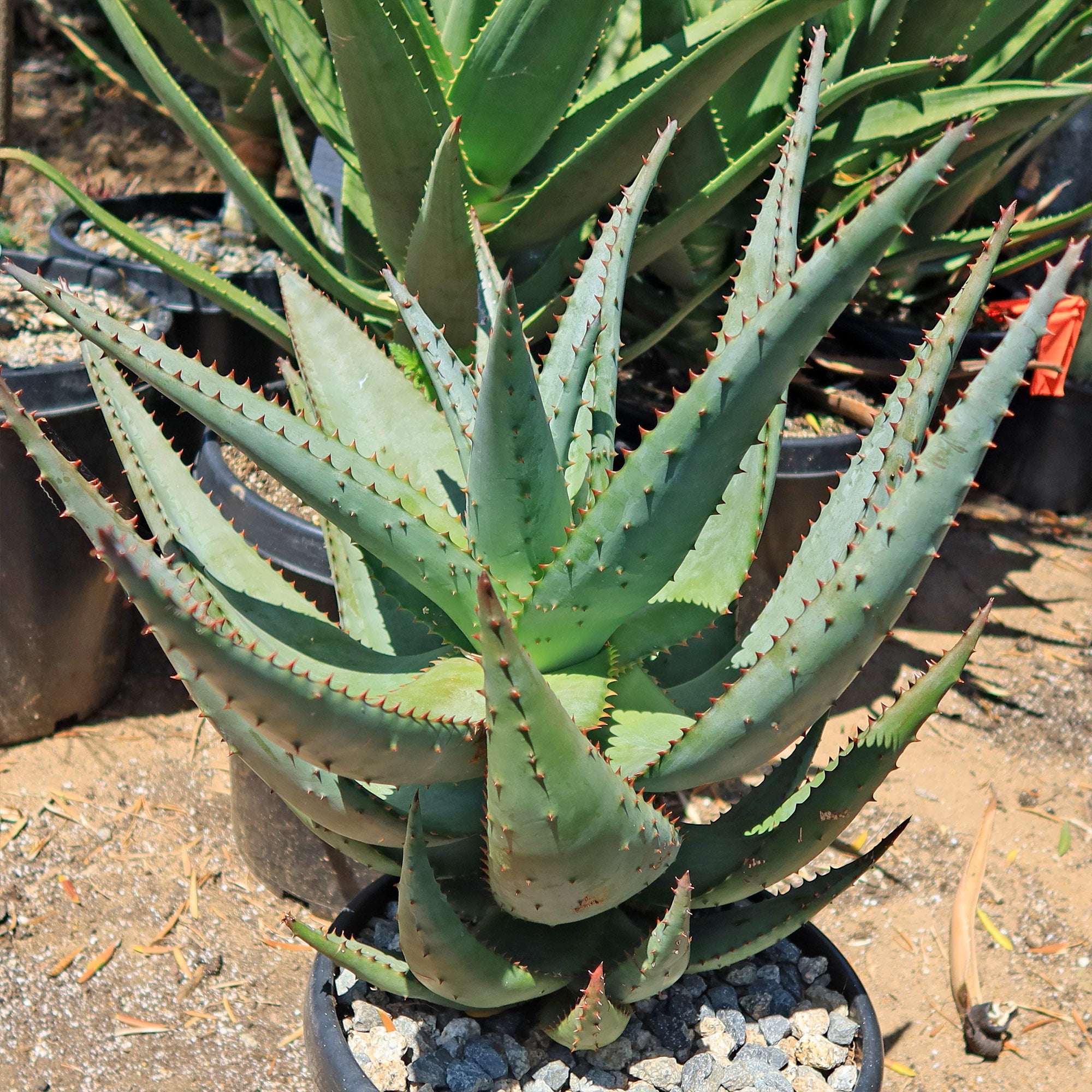 cheap aloe vera plant Cape Aloe