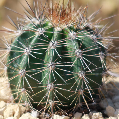 Saguaro Cactus - Carnegiea gigantea