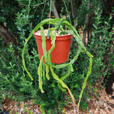 Chain Cactus 'Rhipsalis paradoxa' 