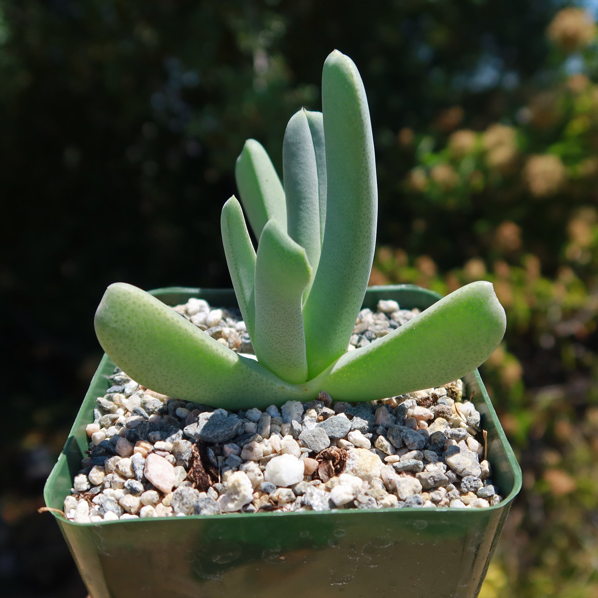 crab succulent plant Shop 'Lobster Claw Plant - Cheiridopsis candidissima'