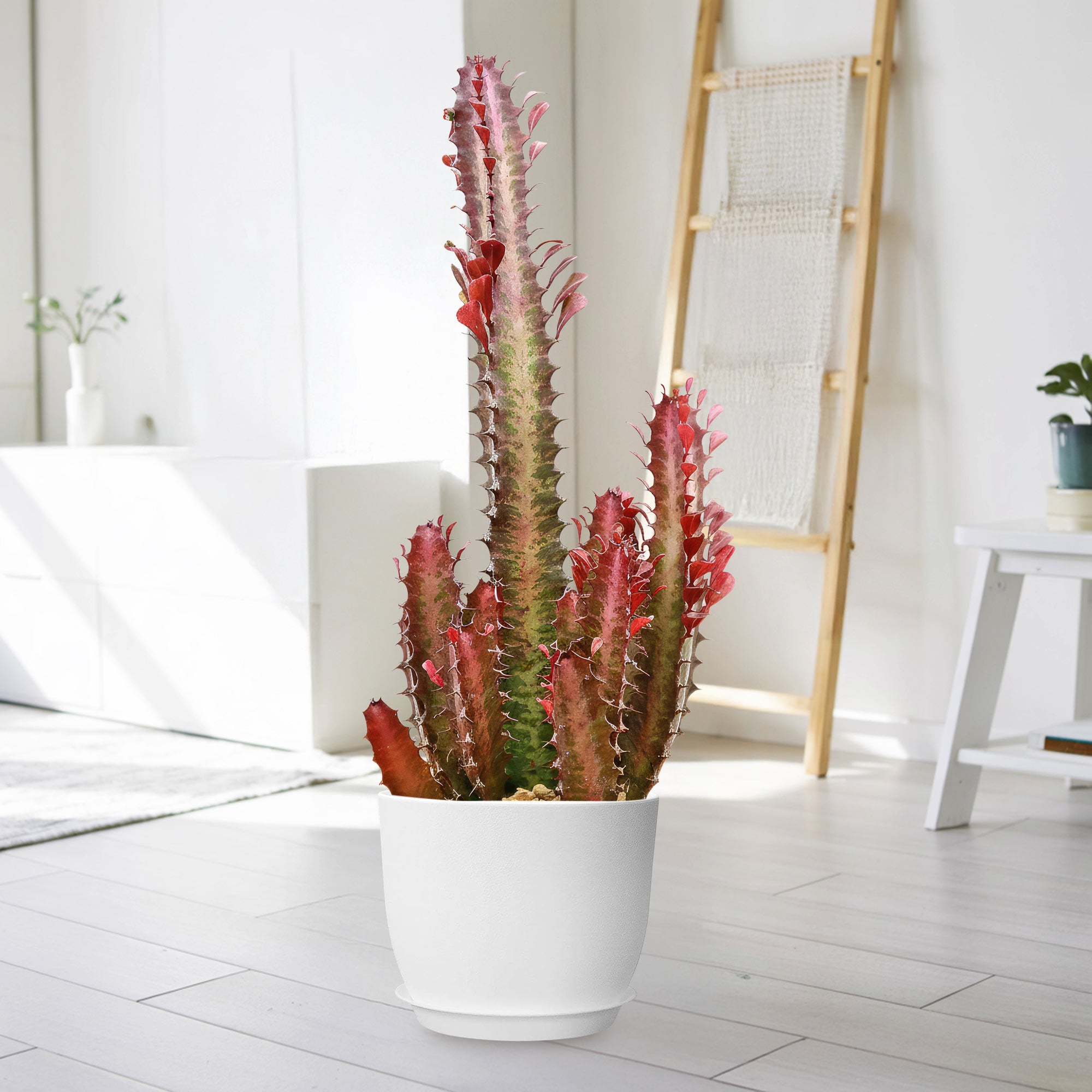 trigona succulent African Milk Tree