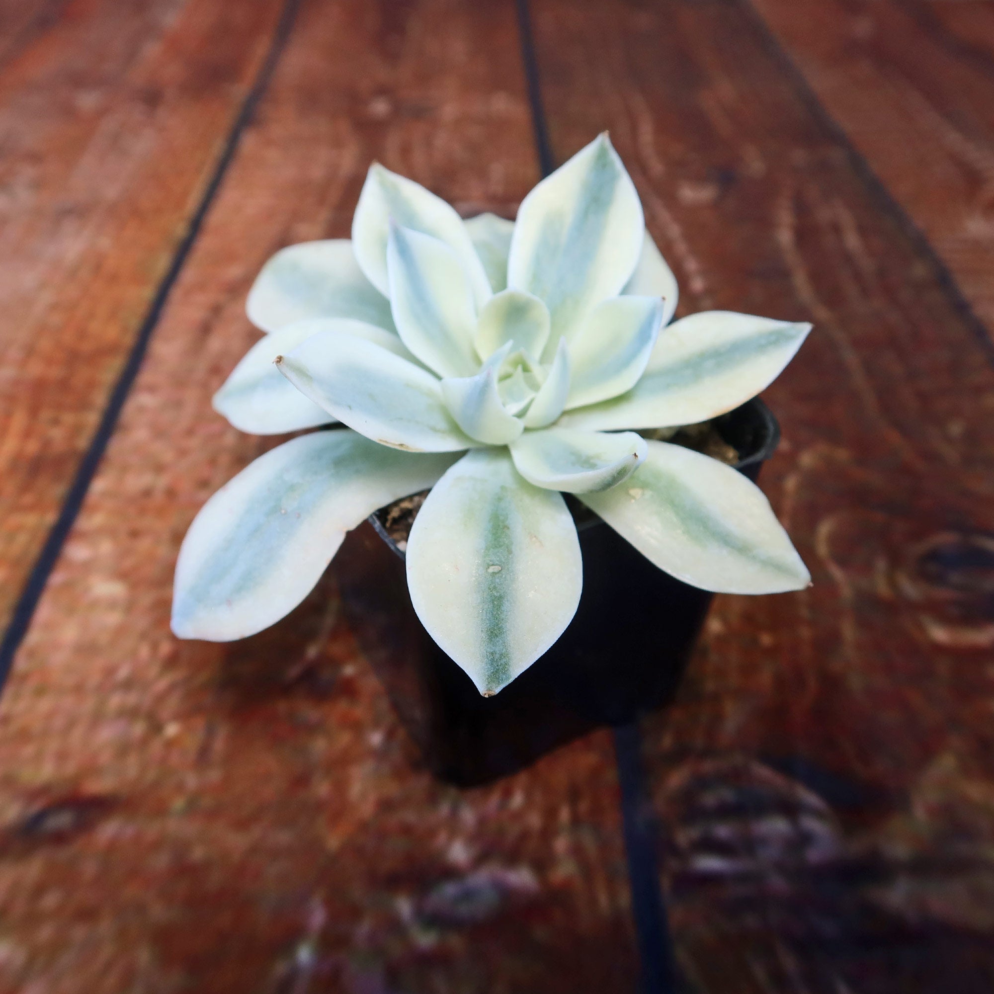 white succulent Echeveria subsessilis variegata