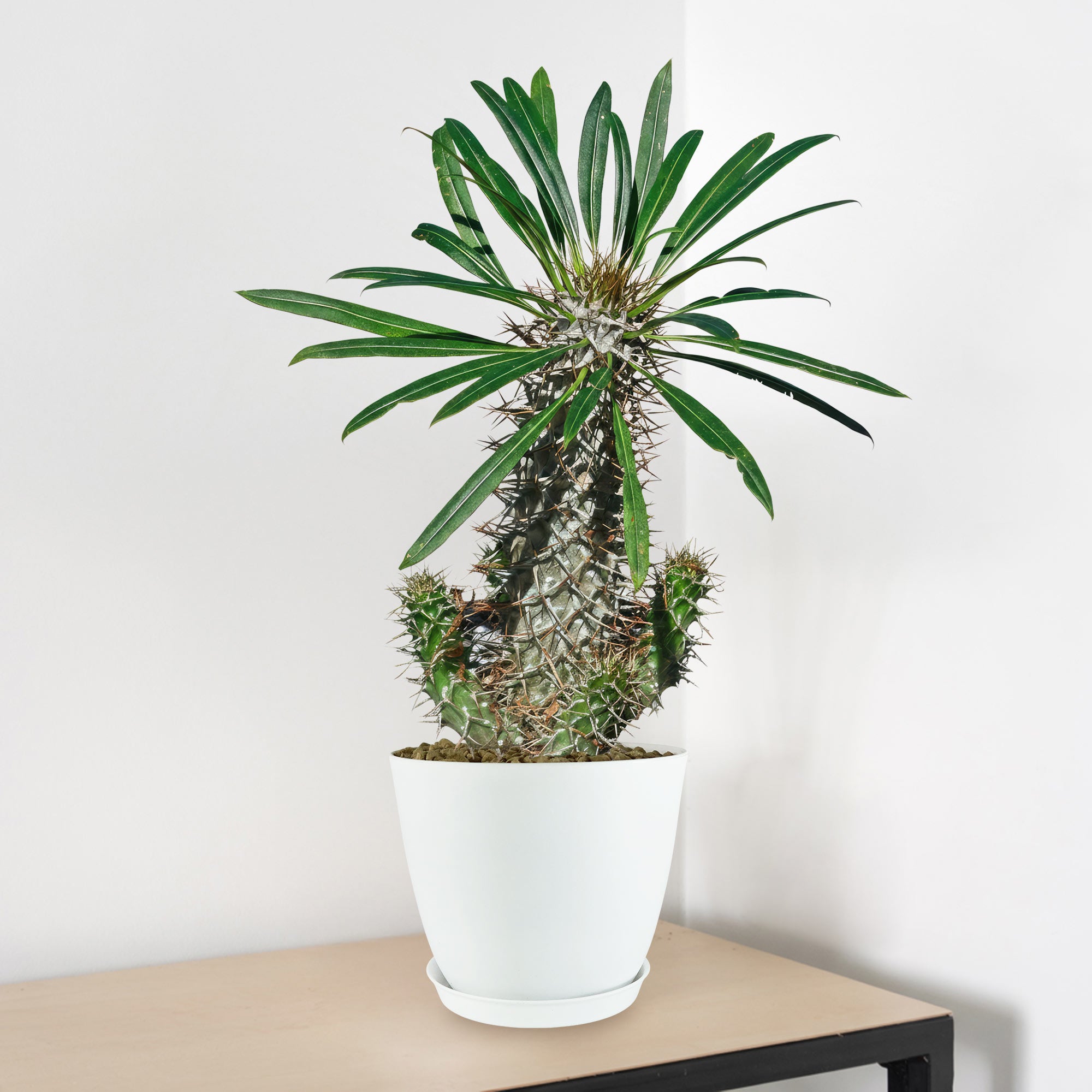 table palm plant Shop 'Madagascar Palm - Pachypodium lamerei' Care and Info