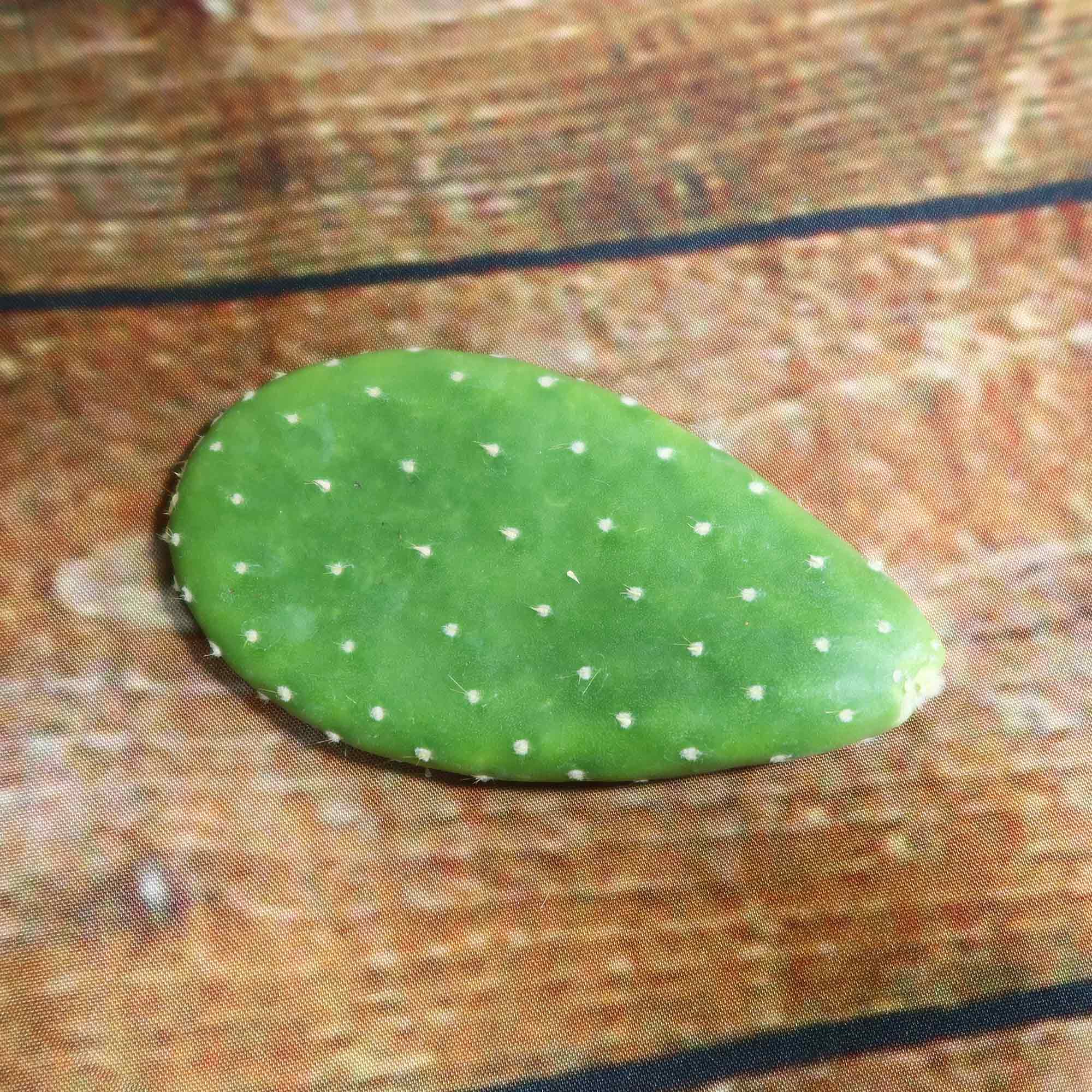 white spots on prickly pear cactus Shop 'Opuntia Mona Lisa' Cutting for Sale