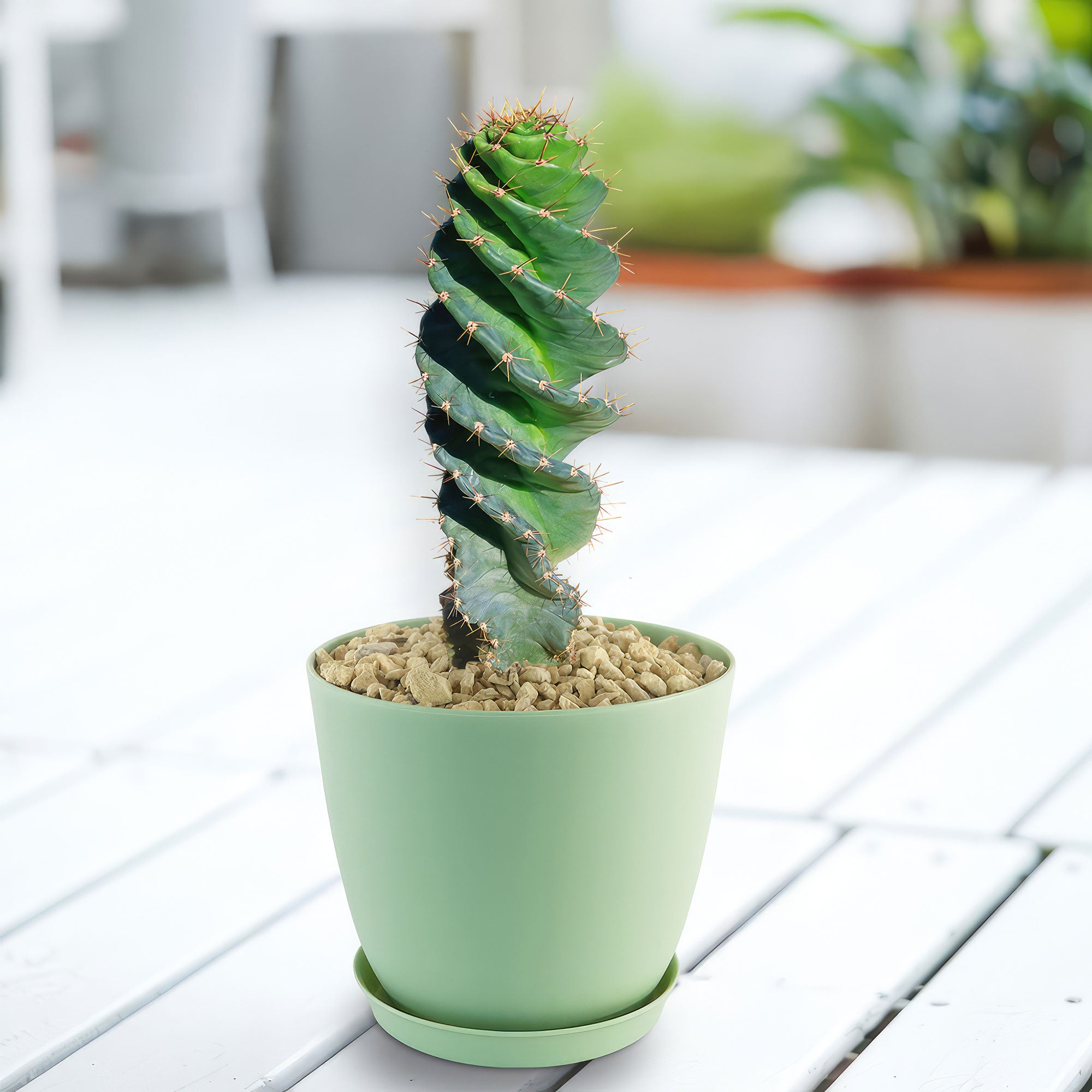 spiral succulent types Spiral Cactus
