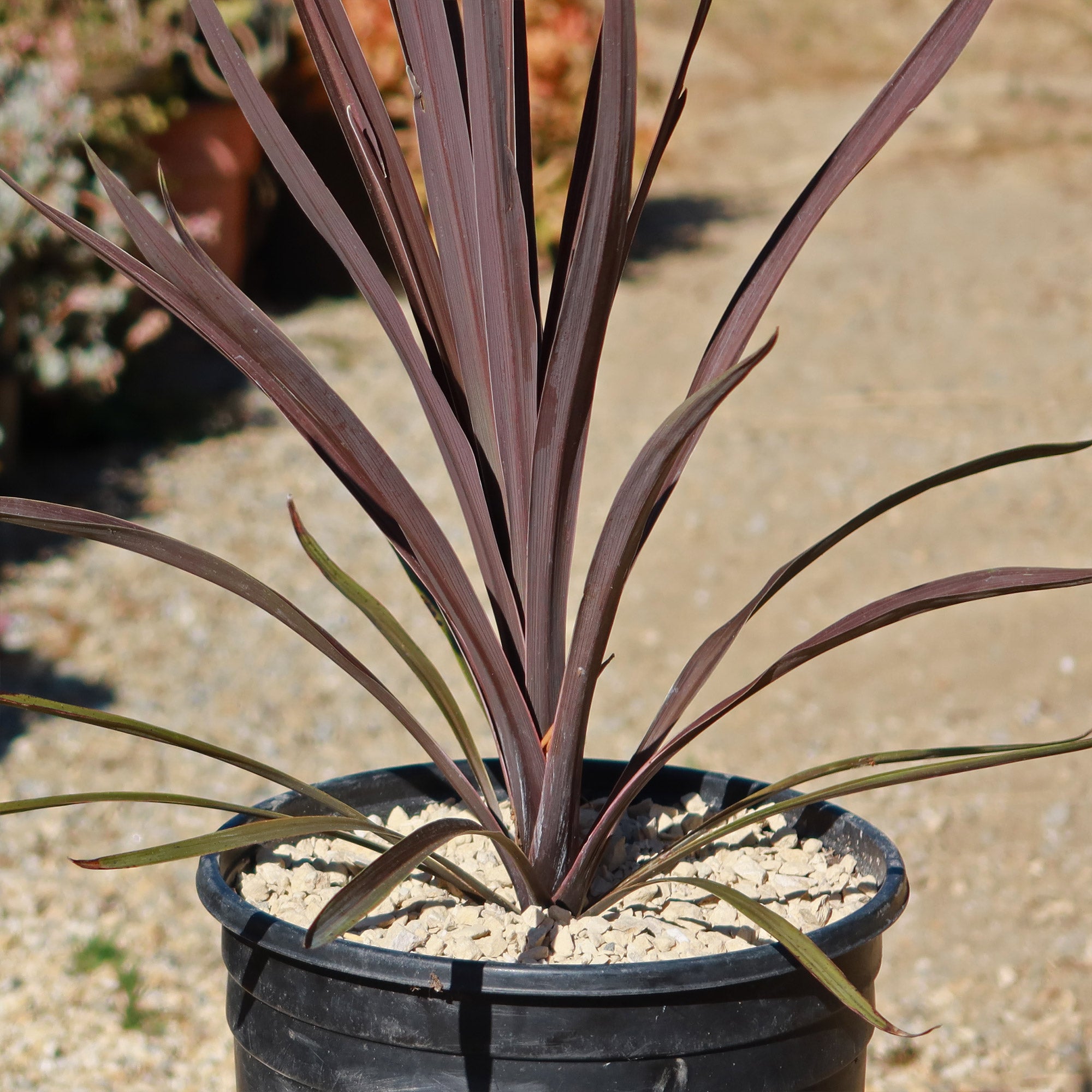 cordyline potting mix Cordyline 'Red sensation' 3 Gal