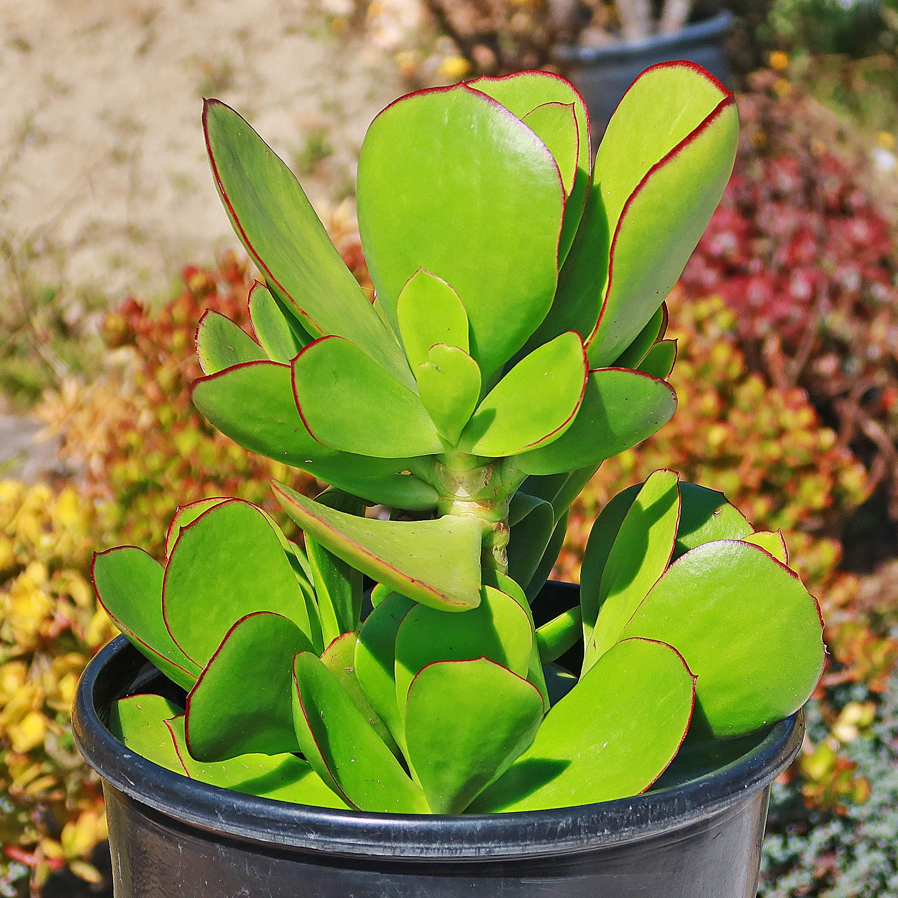pig's ear succulent Pig's Ear Succulent