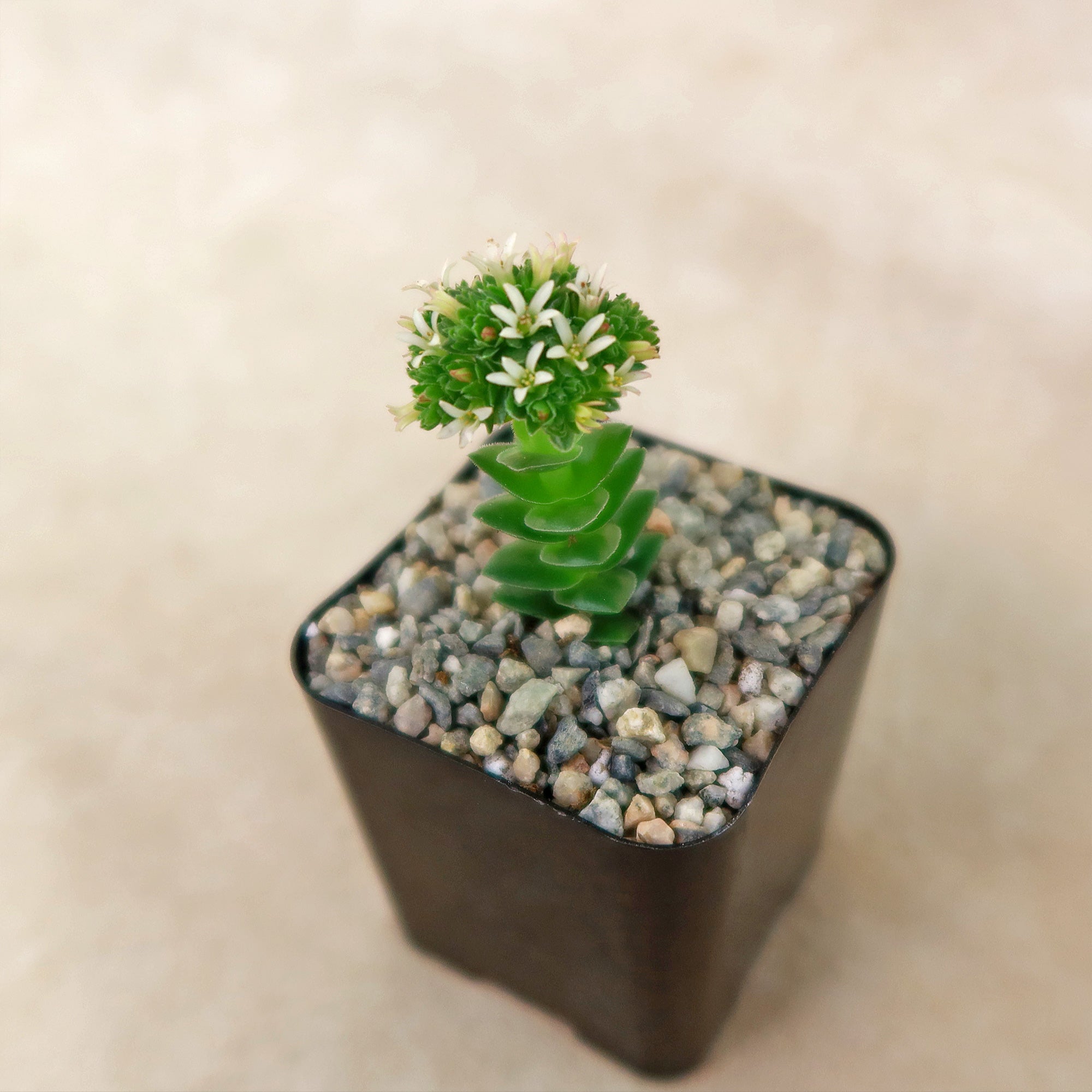 stacked succulent Crassula Spiralis 2" Pot