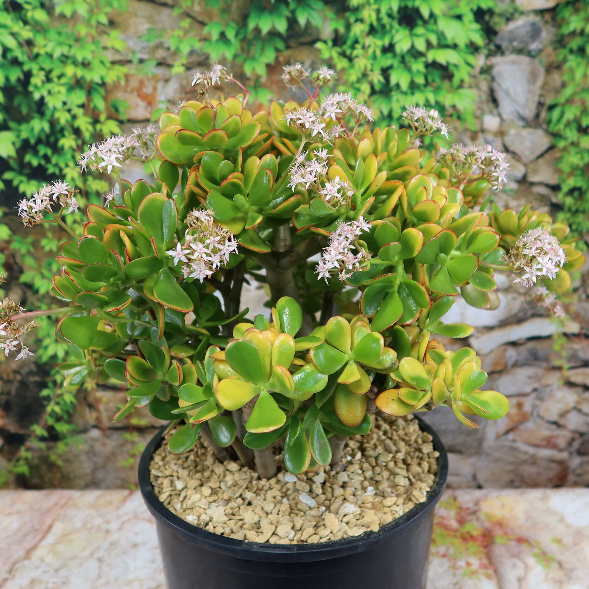 flor de jade planta Crassula ovata Hummel's Sunset Jade