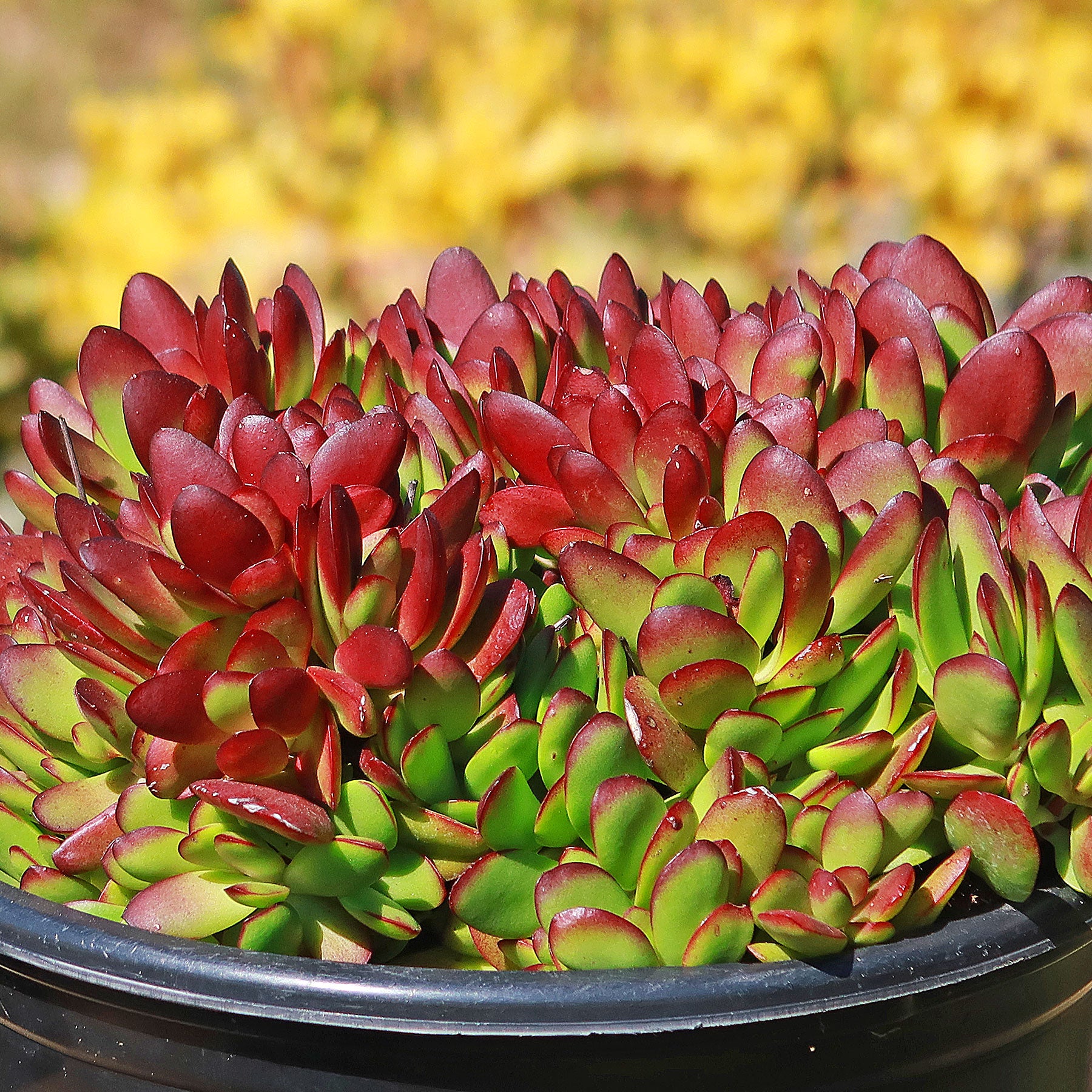 red carpet succulent Crassula platyphylla 'Burgundy' 1 Gal