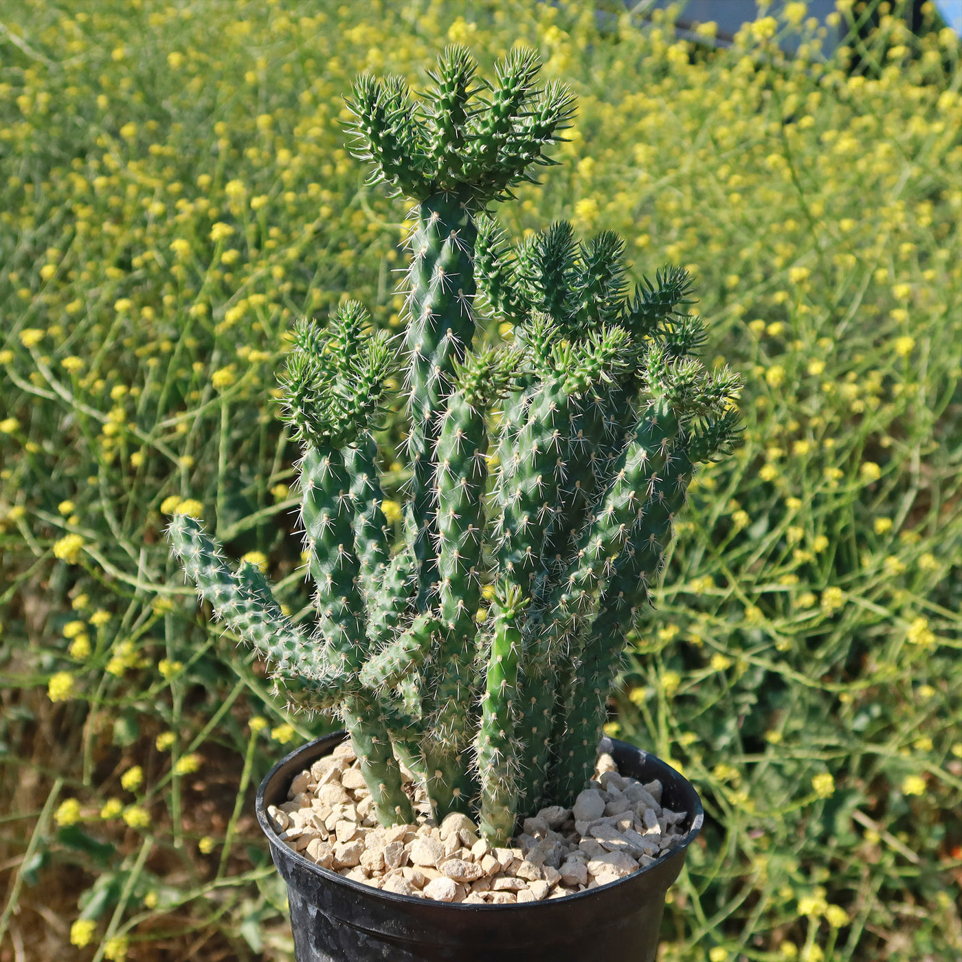 Cholla Cactus - Cylindropuntia cholla
