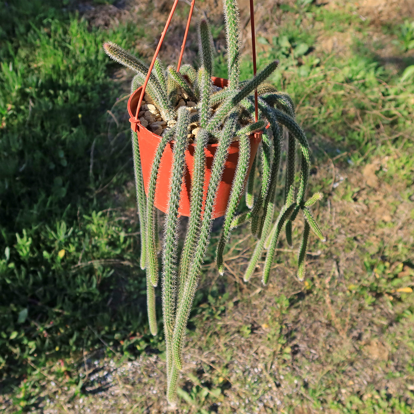 Rat Tail cactus – Aporocactus flagelliformis