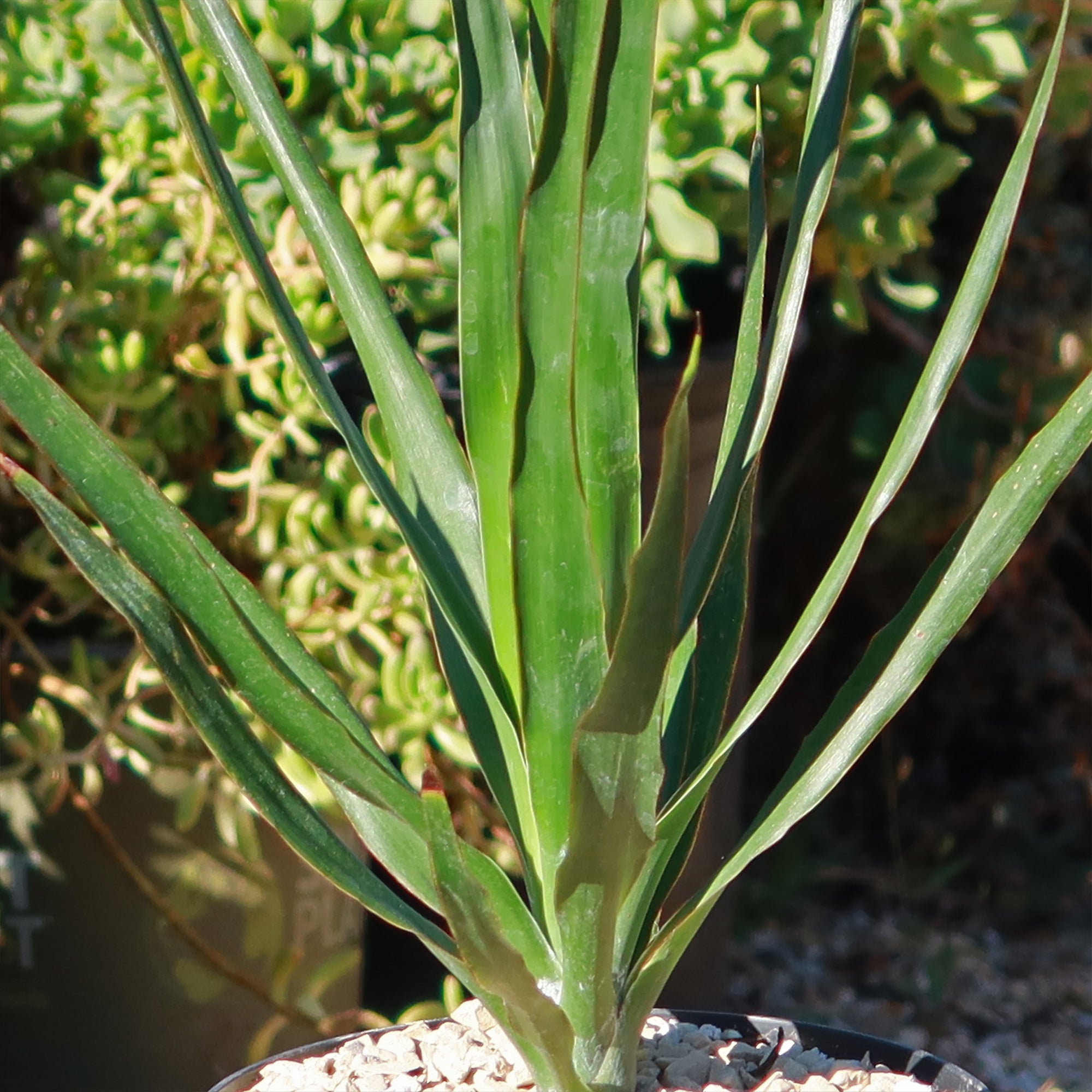 dracaena draco winterhart Dragon Tree 'Dracaena draco' 3 Gal