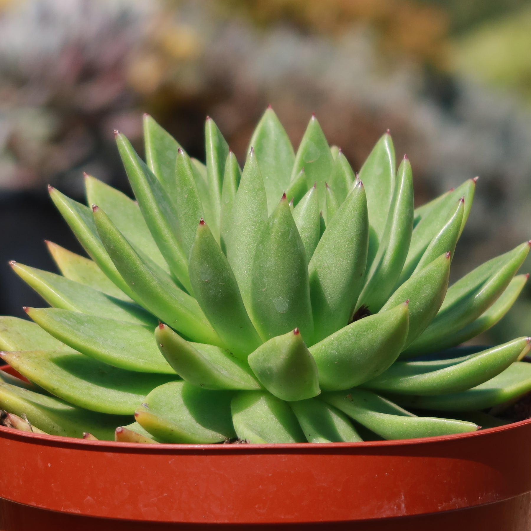 echeveria miranda succulent Echeveria 'Miranda'
