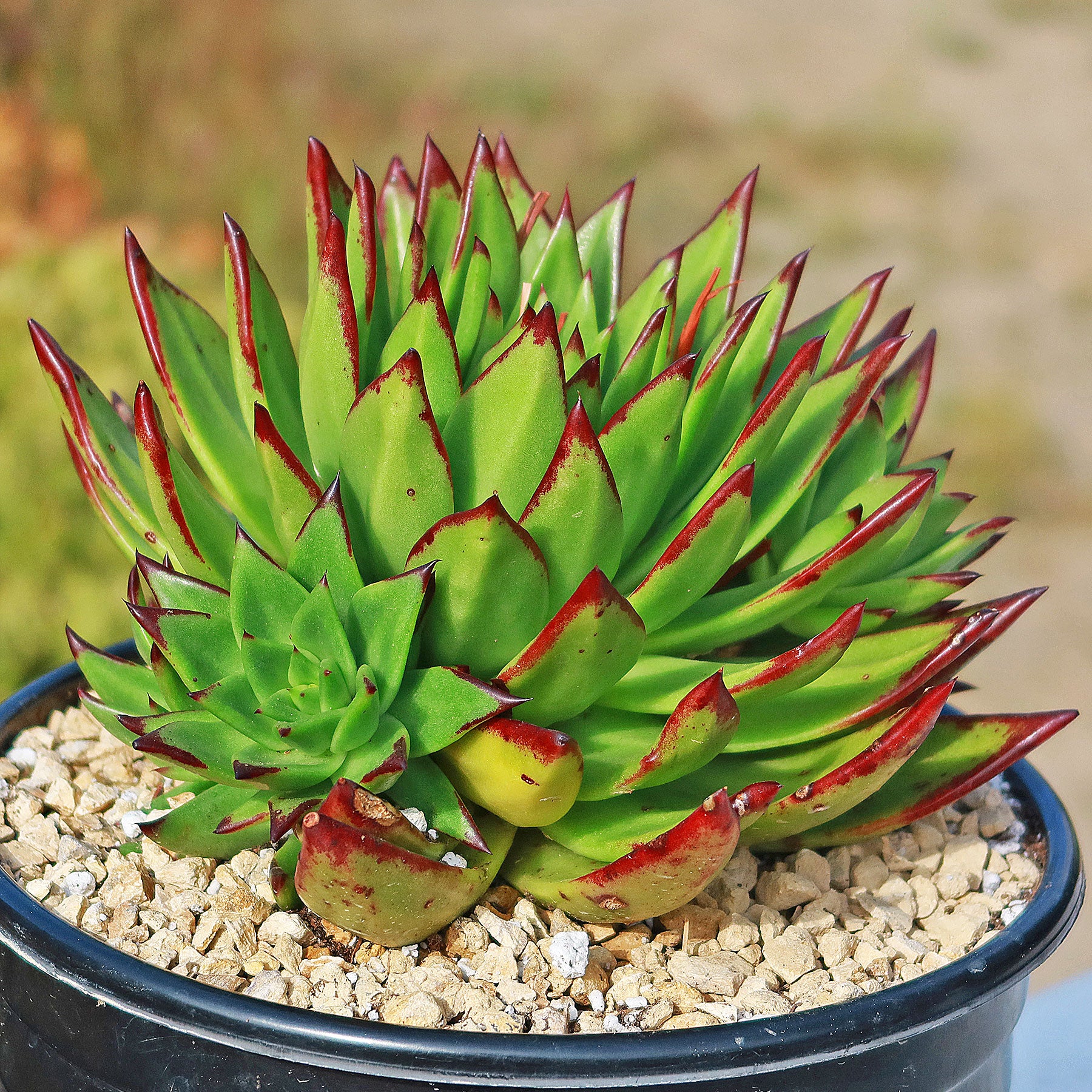 succulent plant with red edges Molded Wax Agave