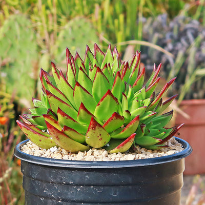 Molded Wax Agave - Echeveria agavoides 'Red Edge'