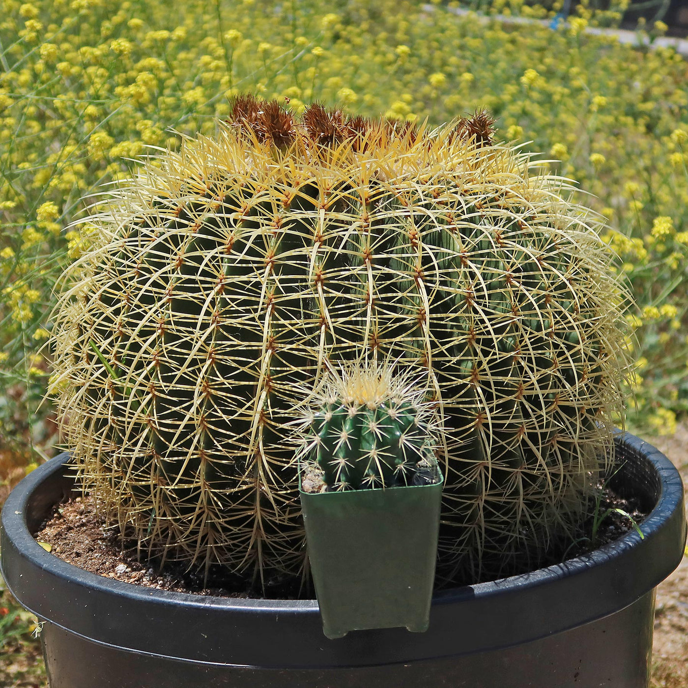 Golden Barrel Cactus - Echinocactus grusonii -7