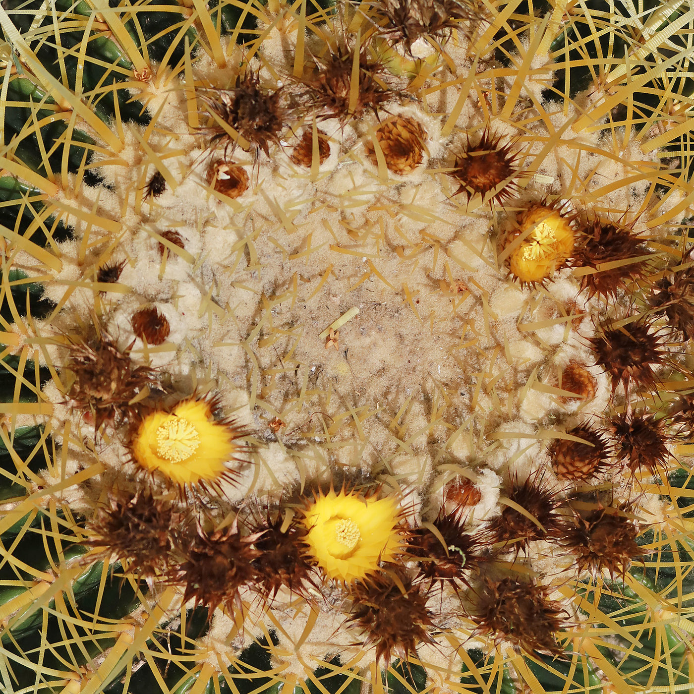 Golden Barrel Cactus - Echinocactus grusonii -12