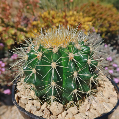 Golden Barrel Cactus - Echinocactus grusonii -37