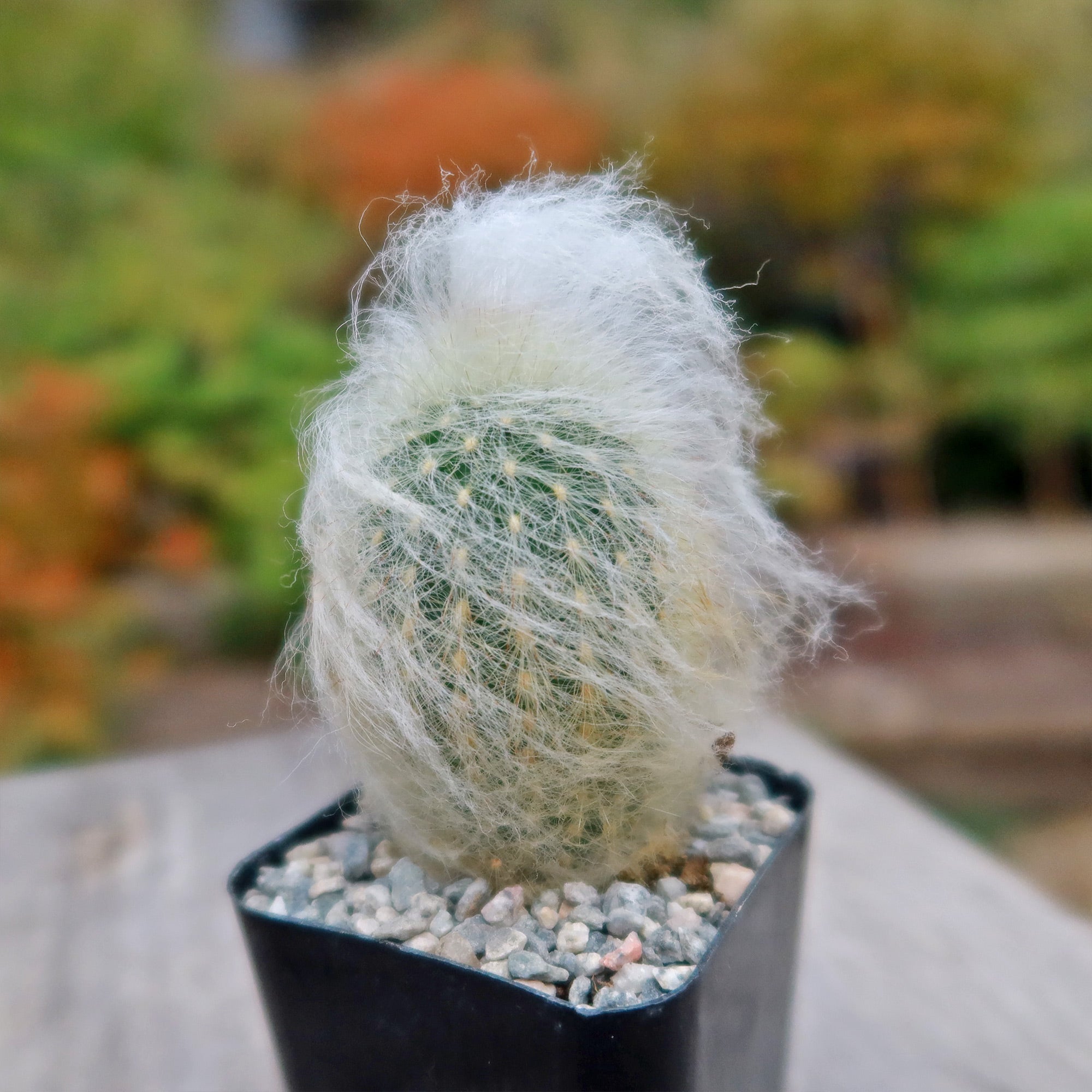 types of old man cactus Espostoa lanata peruvian old man 2 Gal