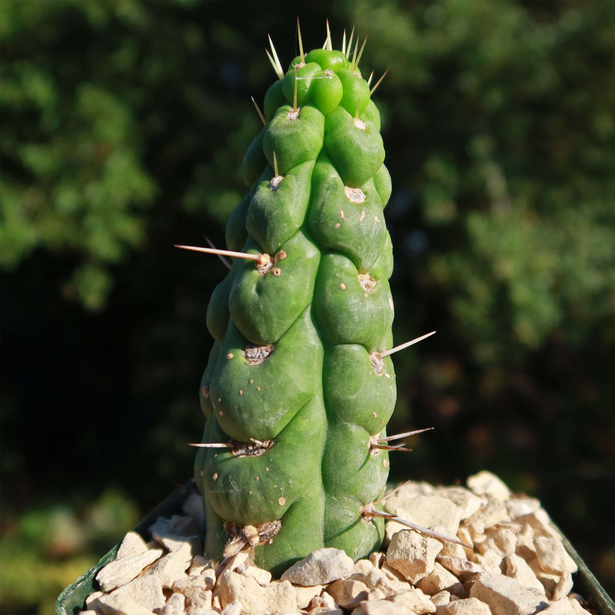 unicorn succulent Unicorn cactus
