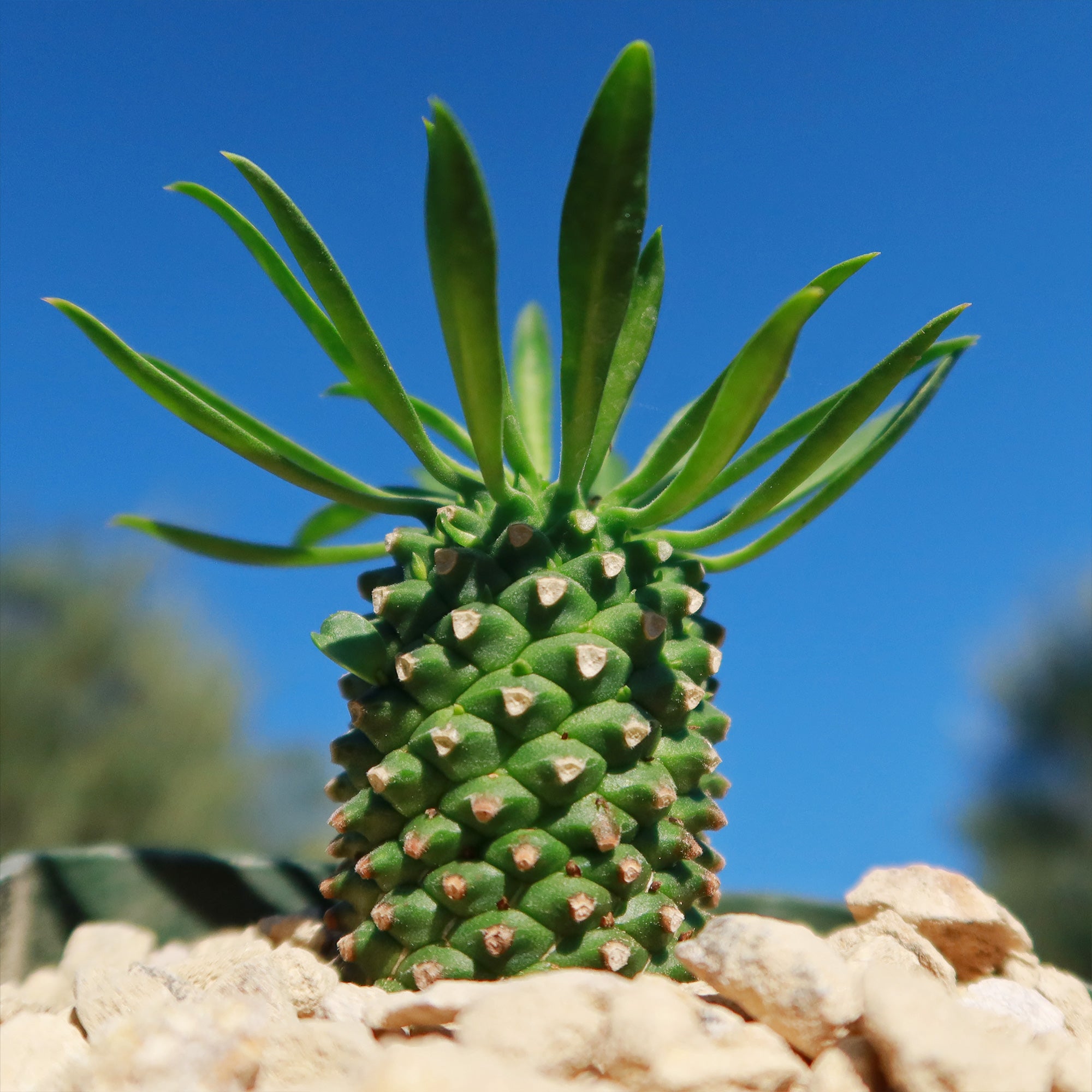 succulent that looks like pineapple Euphorbia Sotetsu Kirin 4" Pot