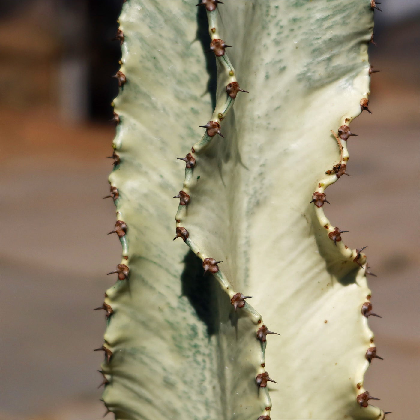Variegated African Candelabra - Euphorbia ammak variegata