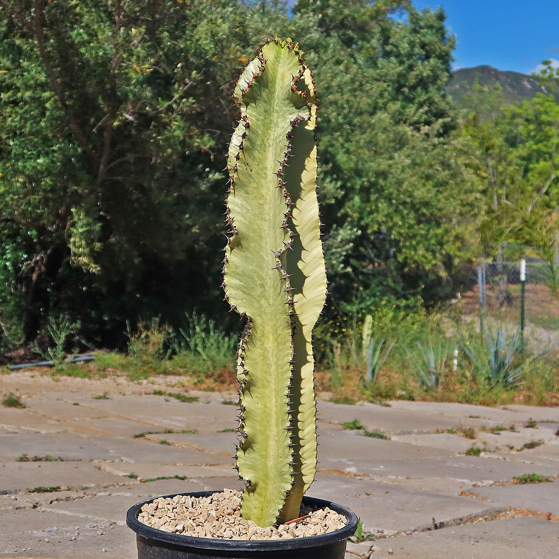 Euphorbia Ammak euphorbia-ammak