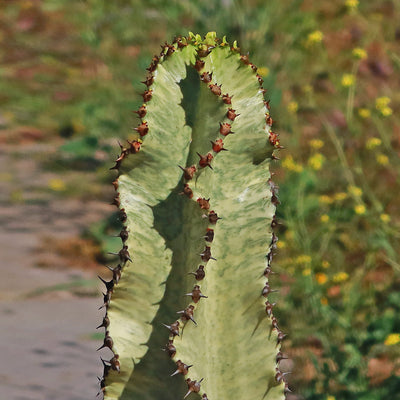 Variegated African Candelabra - Euphorbia ammak variegata