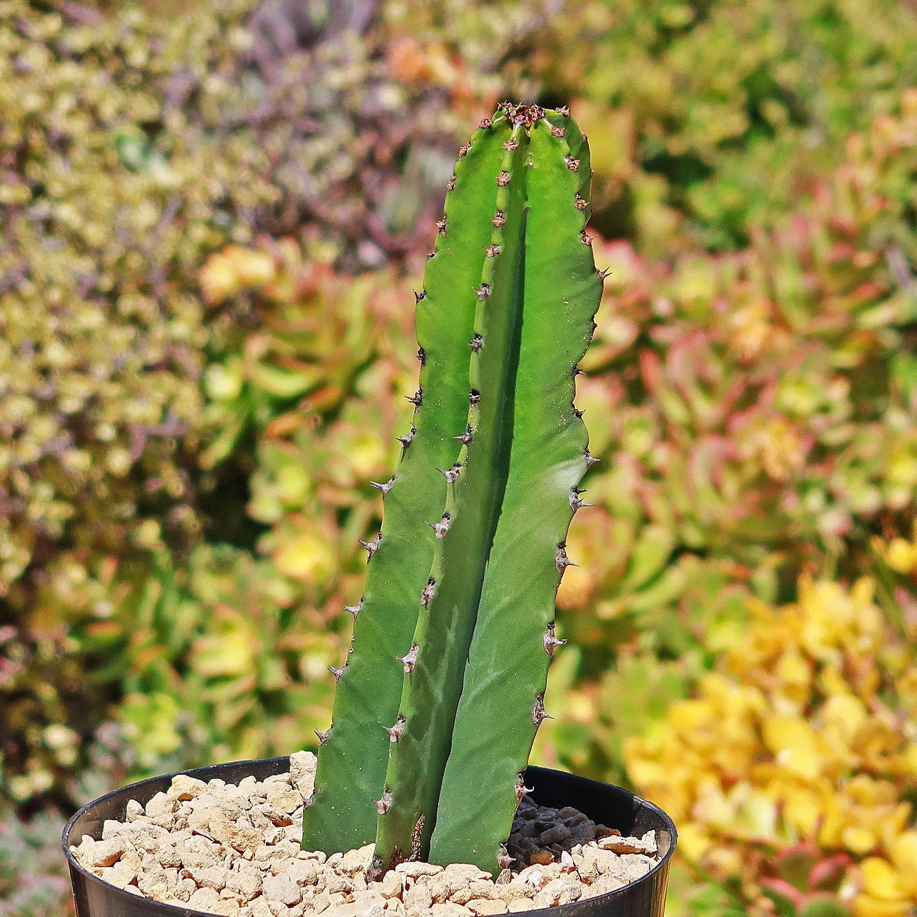 euphorbia succulents images Candelabra Tree 'Euphorbia ingens' 2 Gal