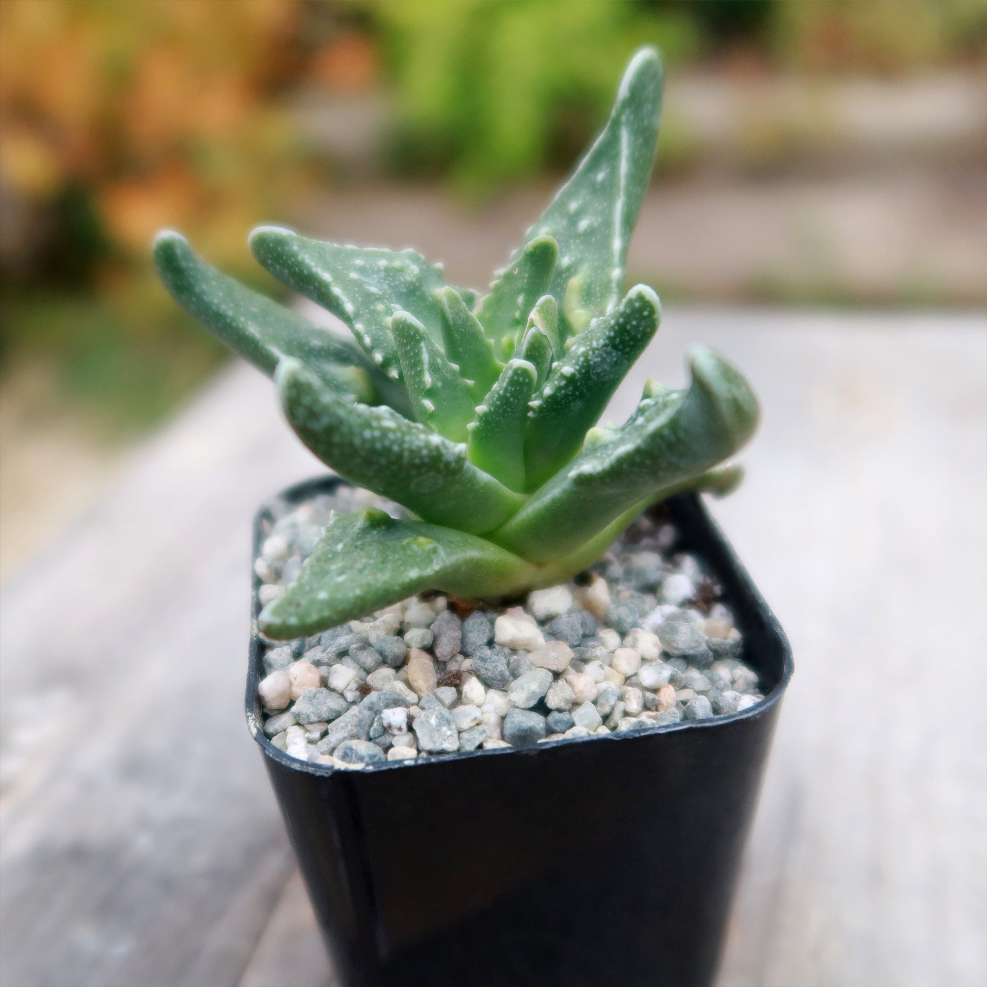 sawtooth succulent Faucaria tuberculosa soto 6" Pot