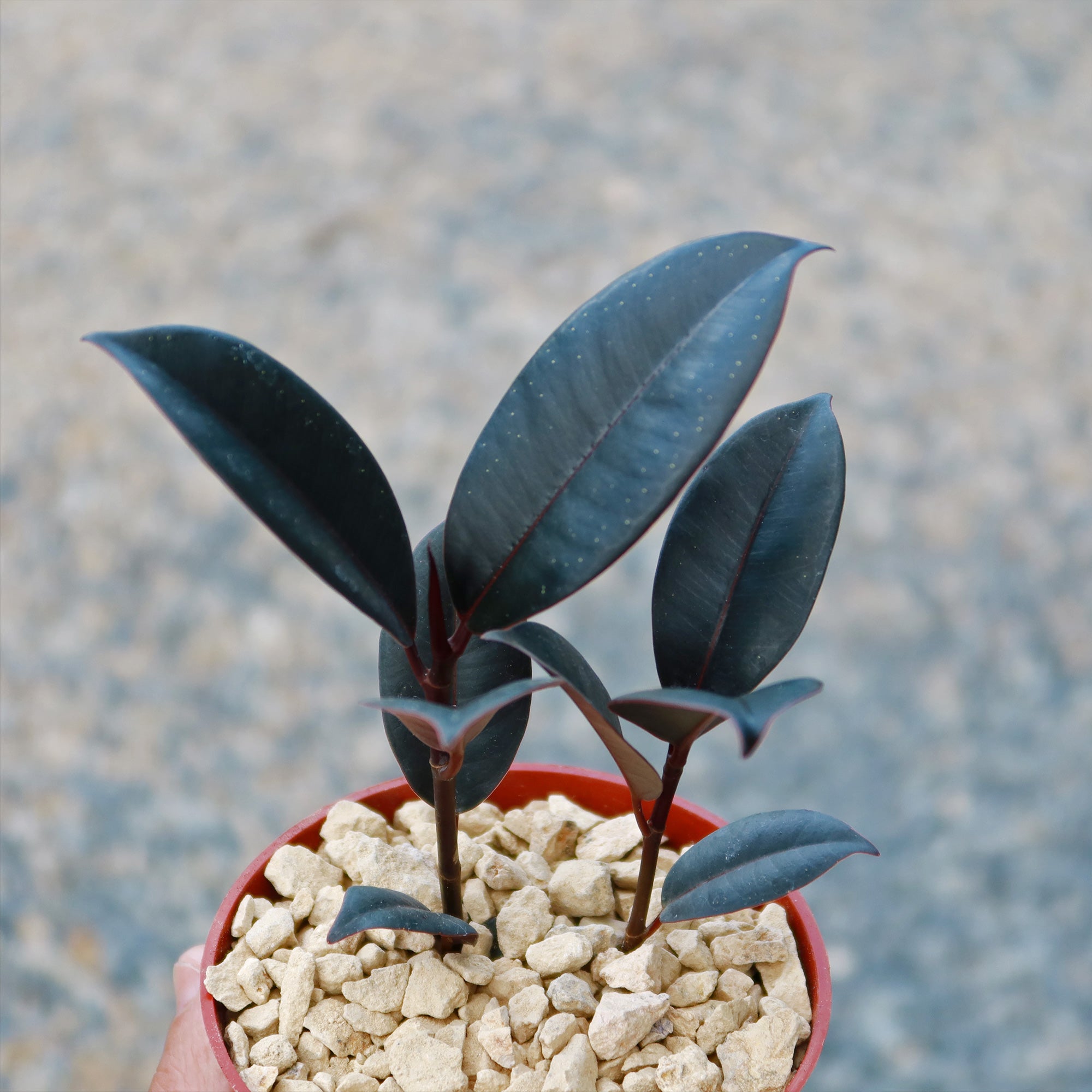 ficus burgundy rubber tree Rubber Fig 'Ficus Burgundy' 4" Pot