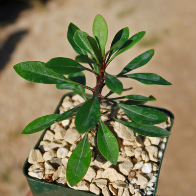 Fouquieria fasciculata