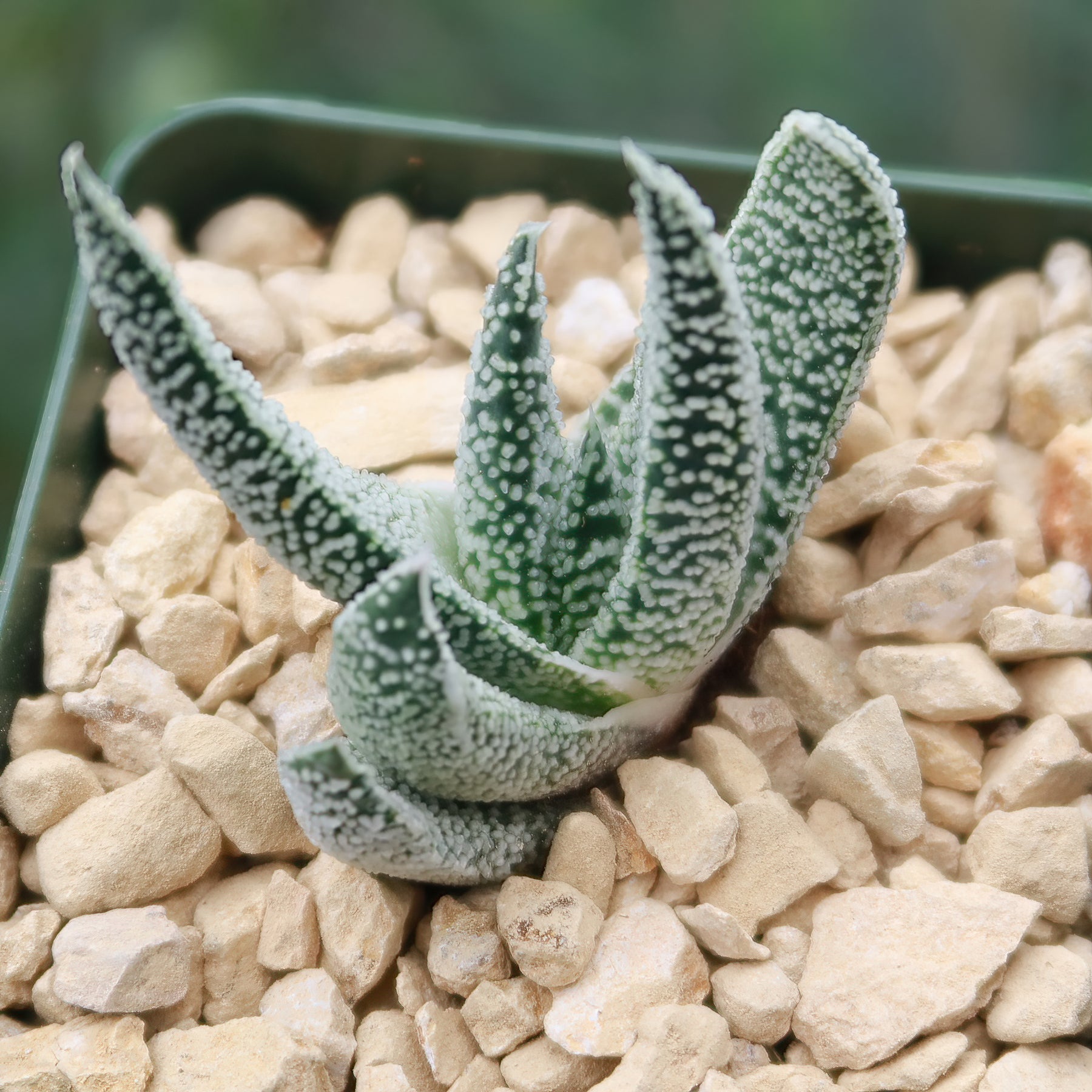 succulent tongue plant Ox Tongue Plant 'Gasteria carinata Var. Verrucosa'