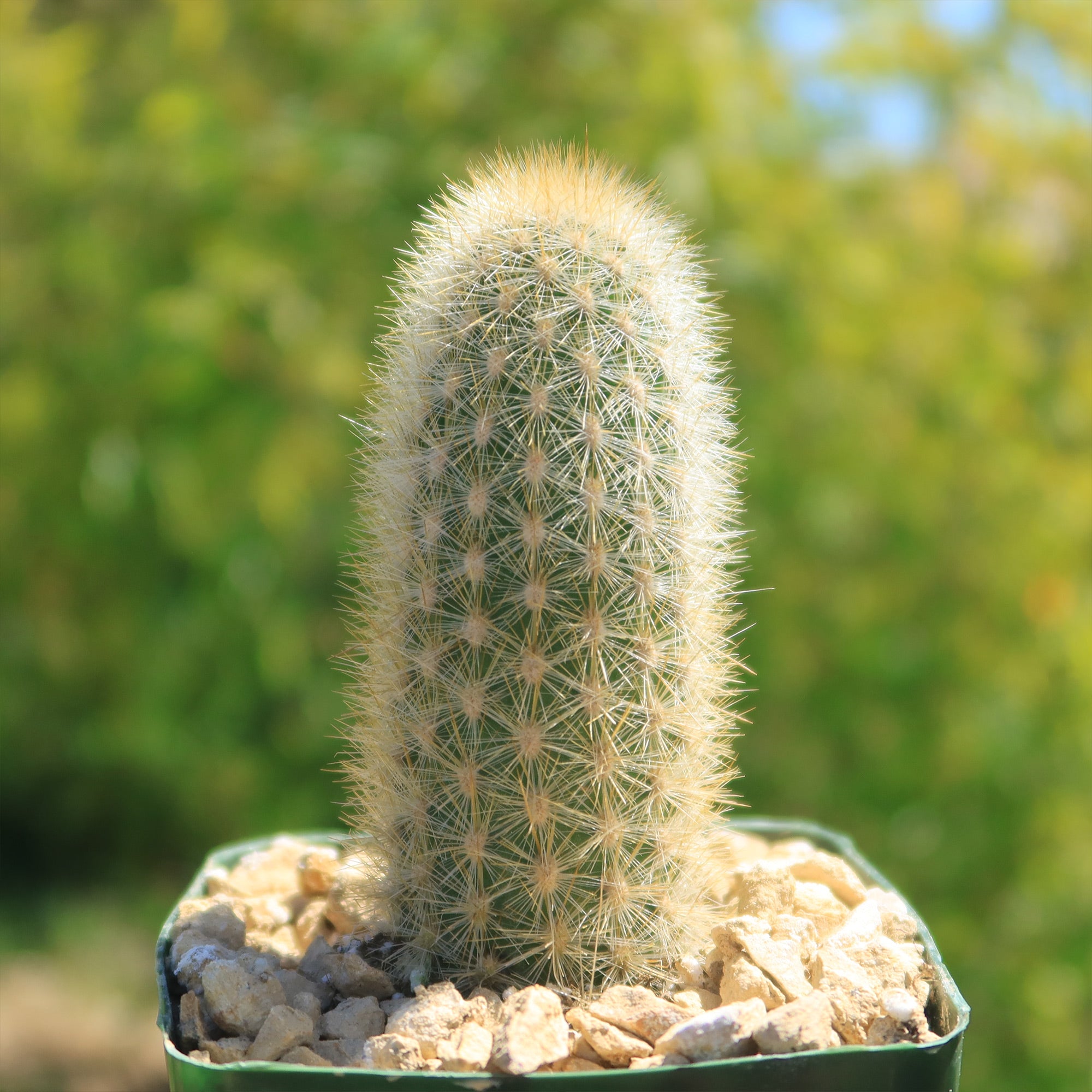tall types of cactus Haageocereus pseudomelanostele