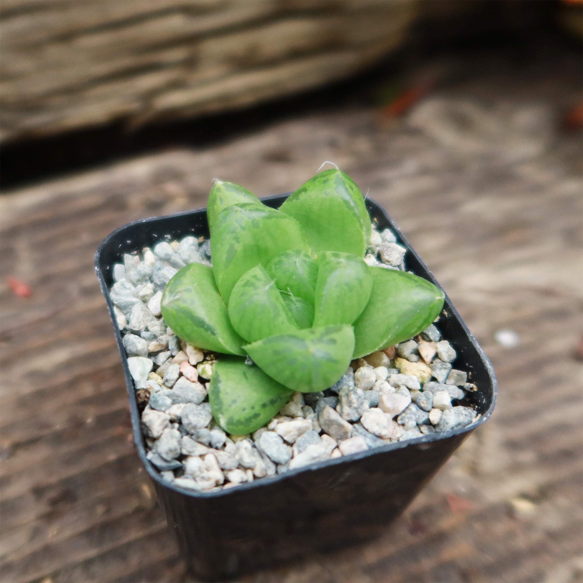 haworthia succulent plant Haworthia obtusa 2" Pot