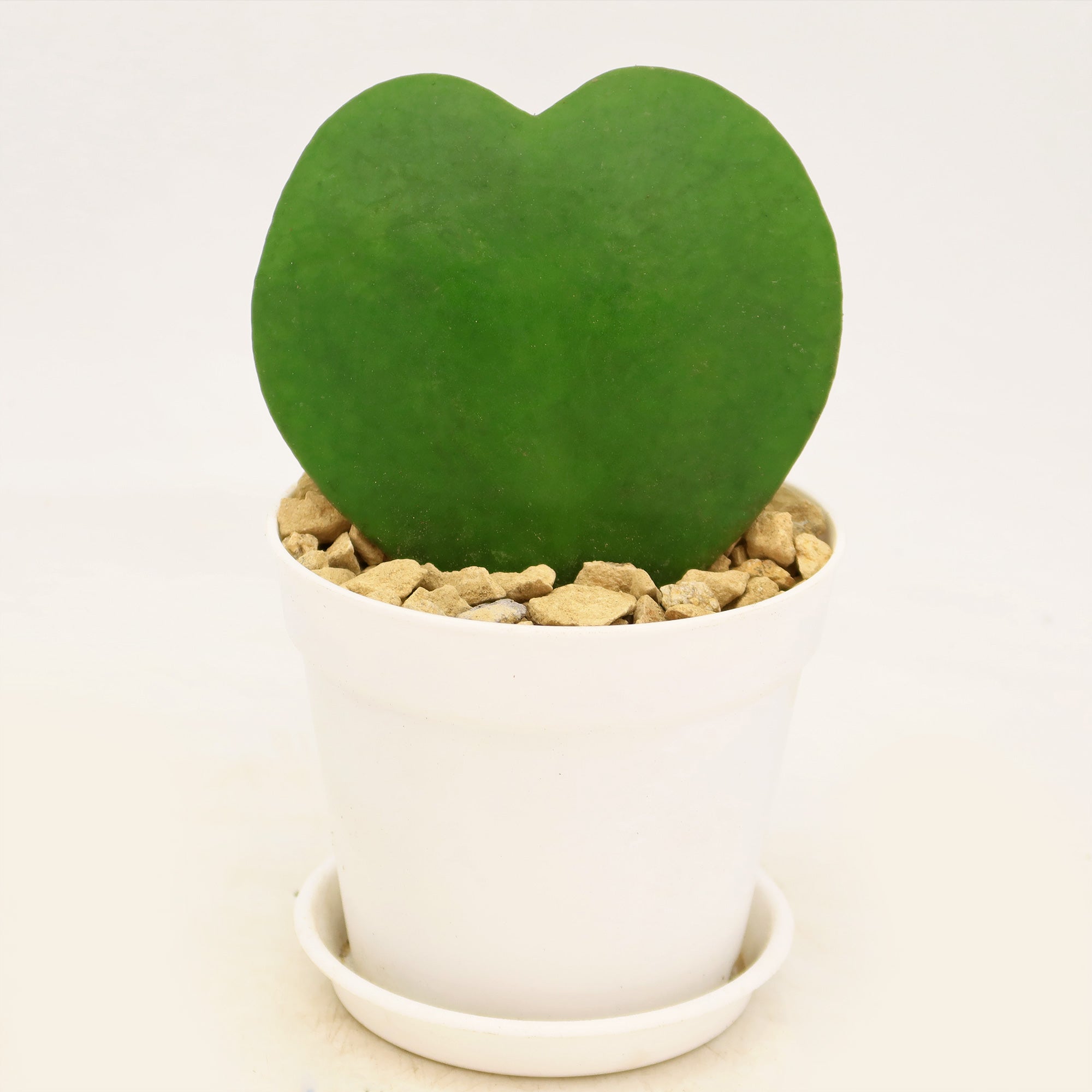 hoya heart succulent plant Hoya Heart Plant ‘Hoya kerrii’ Lovers Day Valentines Gift – Single & Double Hearts 4" / Double Heart