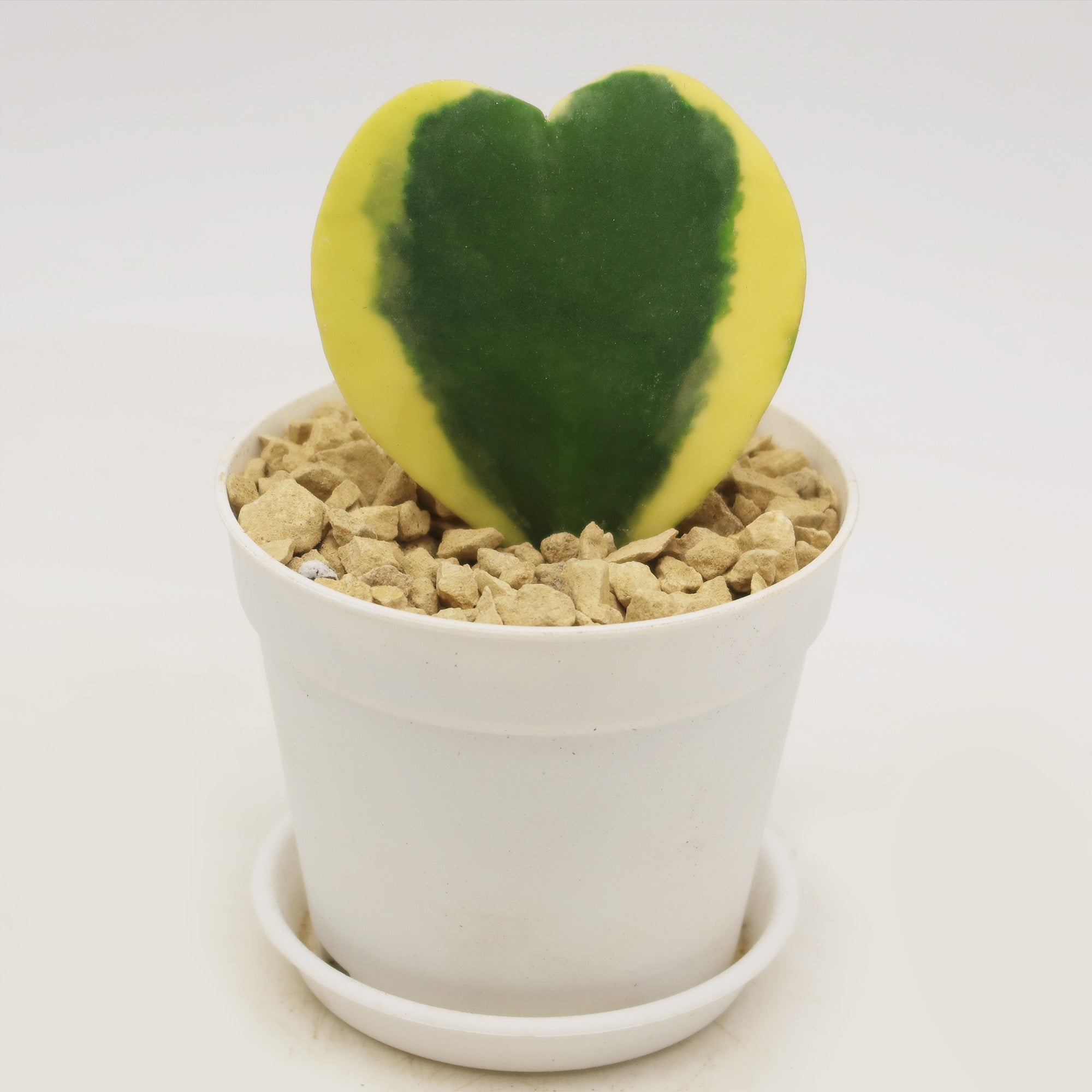 sweetheart succulent plant Hoya Hearts ‘Variegated Hoya kerrii’ Valentines Gift for Plant Lovers – Single & Double Variegated Hearts 4" Heart