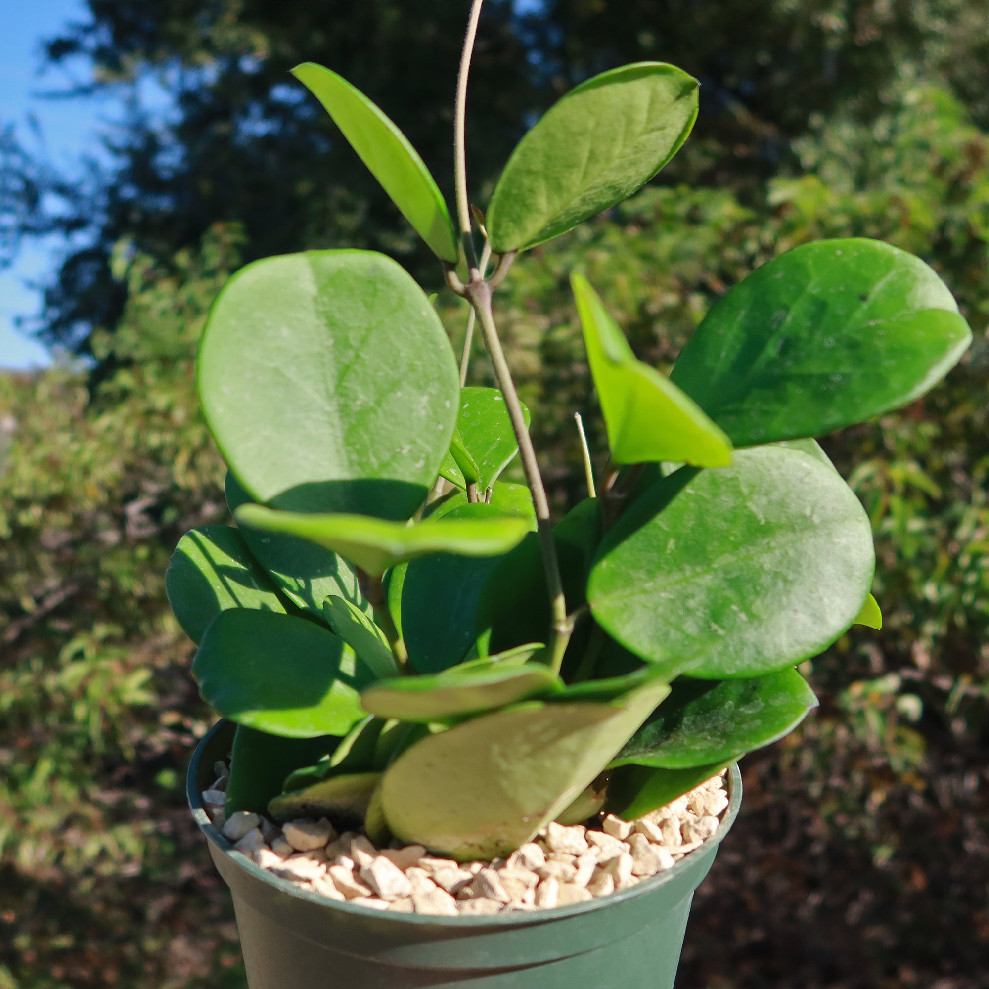 is hoya an indoor or outdoor plant Buy 'Hoya obovata' Online
