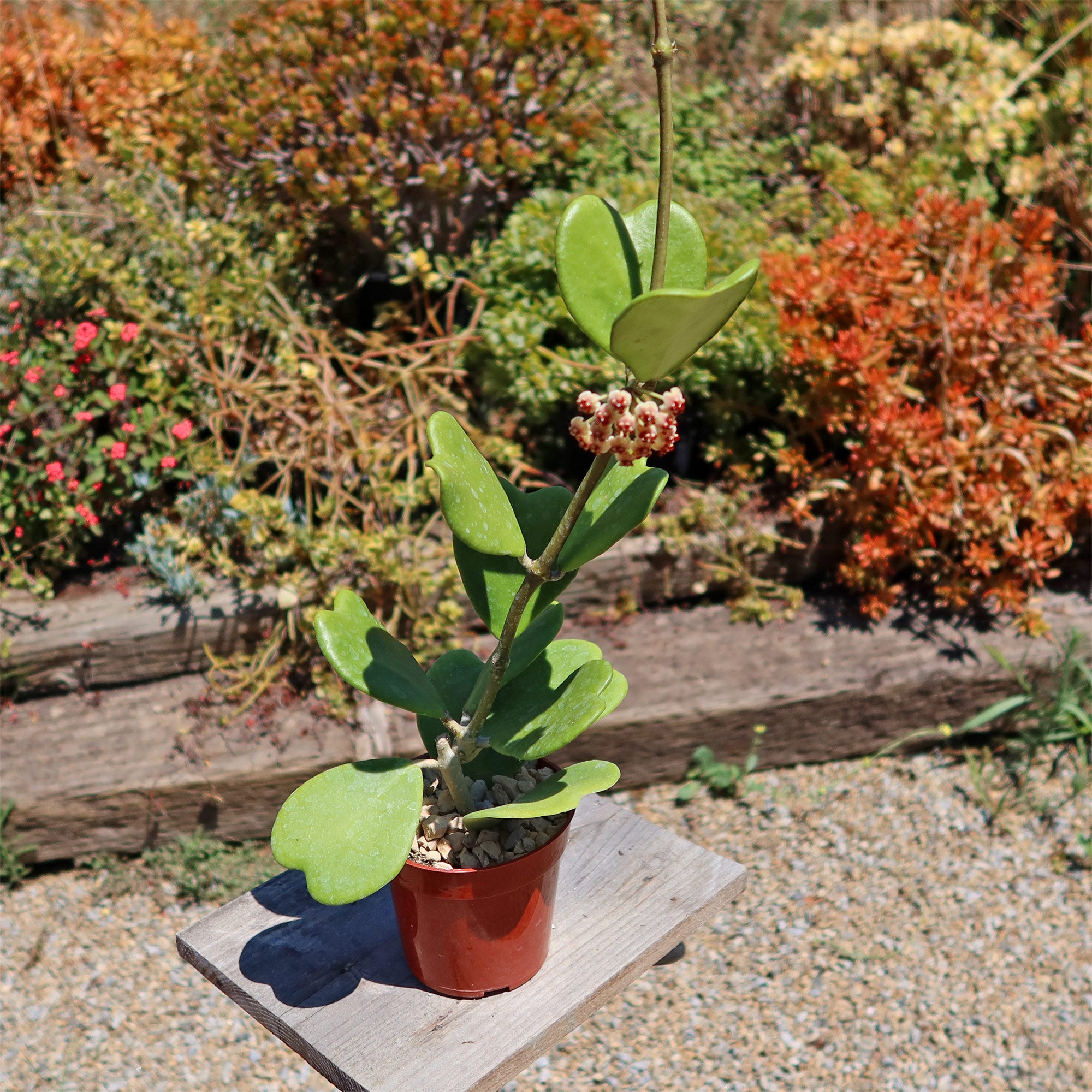 is a hoya plant a succulent Hoya kerrii Trailing