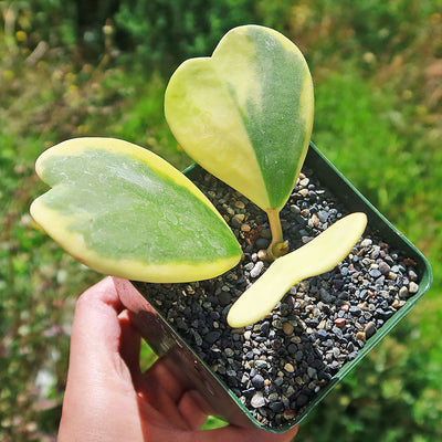 Variegated Heart Leaf Hoya - Hoya kerrii variegated - 6