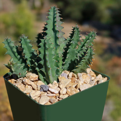 Lifesaver Cactus - Huernia zebrina